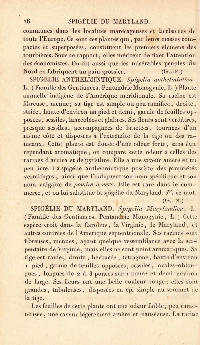communes dans les localités marécageuses et herbacées de toute l’Europe. Ce sont ces plantes qui , par leurs masses com- - pactes et superposées, constituent les premiers élémens des tourbières. Sous ce rapport, elles méritent de fixer l’attention des économistes. On dit aussi que les misérables peuples du Nord en fabriquent un pain grossier. (G...n.) SPIGÉLIE ANTHELMINTIQUE. Spigelia anthelmintica, L. ( Famille des Gentiane'es. Pentandrie Monogynie, L. ) Plante annuelle indigène de l’Amérique méridionale. Sa racine est fibreuse, menue; sa tige est simple ou peu ramifiée, droite, striée, haute d’environ un pied et demi, garnie de feuilles op- posées , sessiles, lancéolées et glabres. Ses fleurs sont verdâtres, presque sessiles, accompagnées de bractées, tournées d’un même côté et disposées à l’extrémité de la tige ou des ra- meaux. Cette plante est douée d’une odeur forte, sans être cependant aromatique ; on compare cette odeur à celles des racines d’arnica et de pyrèthre. Elle a une saveur amère et un peu âcre. La spigélie anthelmintique possède des propriétés vermifuges , ainsi que l’indiquent son nom spécifique et son nom vulgaire de poudre à vers. Elle est rare dans le com- merce , et on lui substitue la spigélie du Maryland. V. ce mot, (G...N.) SPIGÉLIE DU MARYLAND. Spigelia Marylandica, L. (Famille des Gentianées. Pentandtie Monogynie, L. ) Cette espèce croît dans la Caroline, la Virginie, le Maryland, et autres contrées de l’Amérique septentrionale. Ses racines sont fibreuses, menues, ayant quelque ressemblance avec la ser- pentaire de Virginie, mais elles ne sont point aromatiques. Sa tige est raide, droite , herbacée , tétragone, haute d’environ i pied, garnie de feuilles opposées, sessiles, ovales-obîon- gues , longues de 2 à 3 pouces sur 1 pouce et demi environ de large. Ses fleurs ont une belle couleur rouge ; elles sont grandes, tubuleuses, disposées en épi simple au sommet de la tige. Les feuilles de cette plante ont une odeur faible, peu carac- térisée , une saveur légèrement amère et nauséeuse. La racine
