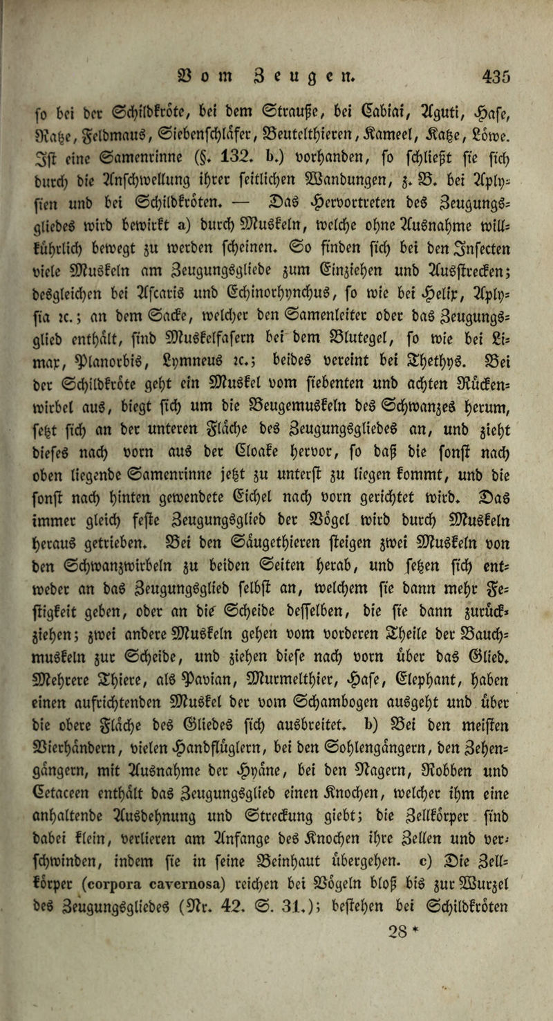 ein bloß $ur 0ioi$ung bienenbeS 3wgwngSglieb ohne ©amenleiter (§. 132* o.) befrachtet werben bann, fchtvi((t bei bec Annäherung $um 3öeibd)en an, unb baS 9ftdnnd)en bringt abwechfelnb halb baS eine, bafb baS anbere Suhlhorn in bie weibliche £)effnung, bis ber ($>efd)lcd)tstrieb auf baS hdchjTe gefteigert ifT, unb bie Begattung biuch Anfchmiegen ber beiberfeitigen ©efd)led)tSoffnungen erfolgt (9fa. 120. ©. 22. 33. 41). b) @*ben fo wirft baS 3eugungSglieb als blofeS Sveijorgan, §. 25. beim egenwurme, wo eS bloß aus Gfpis betntiS gebilbet, ohne danal unb vom Austritte beS ©amenS ent; fernt ift. c) S5ei manchen £hl’mn ftnben ftch eigentümliche £)t= gane gut Oieigung* ©o hat @corpion unter ber klappe ber 3eugungSoffnung auf jebet 0eite einen Äamm, ber wahrfcheinlid) als spalpe bient, womit Männchen unb Söeibchen ftch gegenfeitig Treicheln. 25ei «ßelip unb 0)armacella ftnbet ftch in einem blinben Anhänge ber gemeinfd)aftlichen SeugungShohle bet f. g. SiebeSpfeil, ein fpifcigeS, balfigeS, aiecfdmeibigeS Körperchen, baS auf einer flei= neu 5öarje fleht; nad)bem fte bie SeugungShdhle nach außen urnges flülpt h^ben, fd)leubern fte ben ^Pfeil heroor unb oerwunben einan* ber bamit an irgenb einer ©teile; jebe ©ehneefe furchtet ftch baoor, unb oerflecft ftch ihr $auS, wie fte ben 9)feil ber Anberen er= blieft, bis er fte enblich unerwartet erreicht, wobei er benn abbricht, um fpdterhin ftch bon Steuern gu erzeugen, d) Anbere Shiere ner= wunben ftd> auf anbere 5öeife: ber Hahn h^^f bie Hühner auf HaIS unb igrtnterfopf, unb ber männliche Aguti bringt bem 5Beib= chen eine große 23ißwunbe im 9Tacfen bei (9Tr. 179. IV. ©. 104.); eben fo beißt ber wilbe Kater bie Ka£e in ben 9Tacfen. e) 23ei Anberen befiehl bie Steigung in einem fanften ©chlagen: fo fchldgt bet weibliche gifch mit bem Kopfe an ben Hinterleib beS SOMnnchenS (9fr. 10. ©. 147.); bie SEritonen legen bie Kopfe aneinanber, baS Männchen rid)tet ben Kamm auf, bewegt ihn rechts unb linfs, unb fchldgt mit bem gebrummten ©chwanje baS 3öeibchen (9fr. 16. ©. 60*); baS 9ftdnnd)en oon Salamandra exigua beugt ben ©chwanj nach oorn, bewegt ihn fehr fchnell, unb fchldgt bann baS Söeibchen bamit (9fr. 27. ©. 28.); baS Don Salamandra platycauda (Teilt ftd) gut ©eite, flammert ftch mit ben 23orbetfüßen an, fchldgt mit bem ©chwanje baS 5öa(fer, nähert ihn bann bem SSeibchen, unb I. 28 m