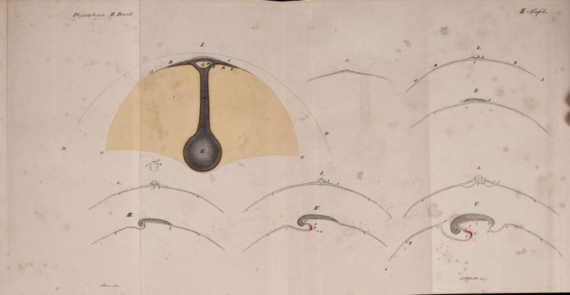 Jf.JTZf'/. _P/iyJrvSo-efie . JL Jianf/. I. 2. i i