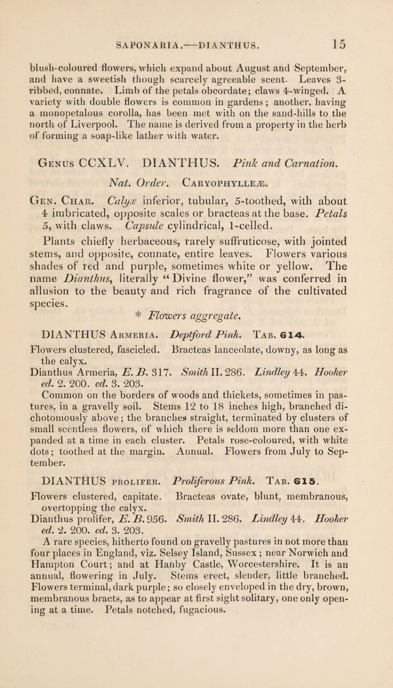 blush-coloured flowers, which expand about August and September, and have a sweetish though scarcely agreeable scent. Leaves 3- ribbed, connate. Limb of the petals obcordate; claws 4-winged. A variety with double flowers is common in gardens; another, having a monopetalous corolla, has been met with on the sand-hills to the north of Liverpool. The name is derived from a property in the herb of forming a soap-like lather with water. Genus CCXLV. i) I ANTI I US. Pink and Carnation. Nat. Order. CaryoPhylle^. Gen. Char. Calyx inferior, tubular, 5-toothed, with about 4 imbricated, opposite scales or bracteas at the base. Petals 5, with claws. Capsule cylindrical, 1-celled. Plants chiefly herbaceous, rarely suffruticose, with jointed steins, and opposite, connate, entire leaves. Flowers various shades of red and purple, sometimes white or yellow. The name Dianthus, literally “ Divine flower,” was conferred in allusion to the beauty and rich fragrance of the cultivated species. * Flowers aggregate. DIANTHUS Armeria. Deptford Pink. Tab. 61-4. Flowers clustered, fascicled. Bracteas lanceolate, downy, as long as the calyx. Dianthus Armeria, E. B. 317. Smith 11.286. Lindley 44. Hooker ed. 2. 200. ed. 3. 203. Common on the borders of woods and thickets, sometimes in pas¬ tures, in a gravelly soil. Stems 12 to 18 inches high, branched di- chotomously above; the branches straight, terminated by clusters of small scentless flowers, of which there is seldom more than one ex¬ panded at a time in each cluster. Petals rose-coloured, with white dots; toothed at the margin. Annual. Flowers from July to Sep¬ tember. DIANTHUS prolifer. Proliferous Pink. Tab. ©15. Flowers clustered, capitate. Bracteas ovate, blunt, membranous, overtopping the calyx. Dianthus prolifer, E. B. 356. Smith II. 286. Lindley 44. Hooker ed. 2. 200. ed. 3. 203. A rare species, hitherto found on gravelly pastures in not more than four places in England, viz. Selsey Island, Sussex ; near Norwich and Hampton Court; and at Hanby Castle, Worcestershire. It is an annual, flowering in July. Stems erect, slender, little branched. Flowers terminal,dark purple; so closely enveloped in the dry, brown, membranous bracts, as to appear at first sight solitary, one only open¬ ing at a time. Petals notched, fugacious.