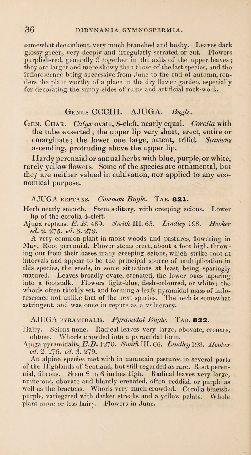 somewlnit decumbent, very much branched and bushy. Leaves dark glossy green, very deeply and irregularly serrated or cut. Flowers purplish-red, generally 3 together in the axils of the upper leaves; they are larger and more showy than those of the last species, and the inflorescence being successive from June to the end of autumn, ren¬ ders the plant worthy of a place in the dry flower garden, especially for decorating the sunny sides of ruins and artificial rock-work. Genus CCCIII. AJUGA. Bugle. Gen. Char. Calyx ovate, 5-cleft, nearly equal. Corolla with the tube exserted ; the upper lip very short, erect, entire or emarginate; the lower one large, patent, trifid. Stamens ascending, protruding above the upper lip. Hardy perennial or annual herbs with blue, purple, or white, rarely yellow flowers. Some of the species are ornamental, but they are neither valued in cultivation, nor applied to any eco¬ nomical purpose. AJUGA reptans. Common Bugle. Tab. 821. Herb nearly smooth. Stem solitary, with creeping scions. Lower lip of the corolla 4-cleft. Ajuga reptans, E. B. 489. Smith III. 65. Bindley 198. Hooker ed. 2. 275. ed. 3. 279. A very common plant in moist woods and pastures, flowering in May. Root perennial. Flower stems erect, about a foot high, throw¬ ing out from their bases many creeping scions, which strike root at intervals and appear to be the principal source of multiplication in this species, the seeds, in some situations at least, being sparingly matured. Leaves broadly ovate, crenated, the lower ones tapering into a footstalk. Flowers light-blue, flesh-coloured, or white; the whorls often thickly set, and forming a leafy pyramidal mass of inflo¬ rescence not unlike that of the next species. The herb is somewhat astringent, and was once in repute as a vulnerary. AJUGA pyramidalis. Pyramidal Bugle. Tab. 822. Hairy. Scions none. Radical leaves very large, obovate, crenate, obtuse. Whorls crowded into a pyramidal form. Ajuga pyramidalis, E.B. 1270. Smith III. 66. Lindley 198. Hooker ed. 2. 276. ed. 3. 279. An alpine species met with in mountain pastures in .several parts of the Highlands of Scotland, but still regarded as rare. Root peren¬ nial, fibrous. Stem 2 to 6 inches high. Radical leaves very large, numerous, obovate and bluntly crenated, often reddish or purple as well as the bracteas. Whorls very much crowded. Corolla blueish- purple, variegated with darker streaks and a yellow palate. Whole plant more or less hairy. Flowers in June.
