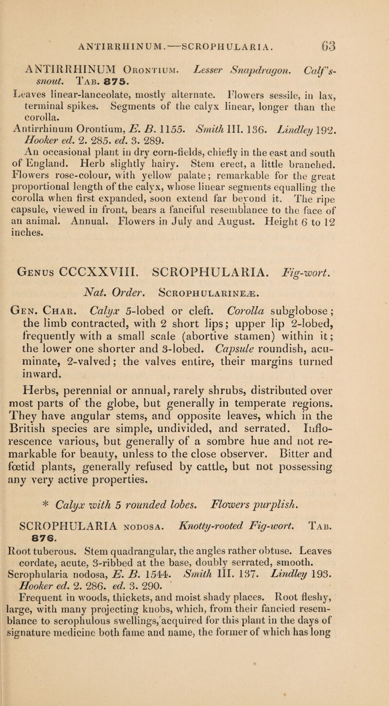 ANTIRRHINUM Orontium. Lesser Snapdragon. Calf’s- snout. Tab. 875. Leaves linear-lanceolate, mostly alternate. Flowers sessile, in lax, terminal spikes. Segments of the calyx linear, longer than the corolla. Antirrhinum Orontium, E. B. 1155. Smith III. 136. Bindley 192. Hooker ed. 2. 285. ed. 3. 289. An occasional plant in dry corn-fields, chiefly in the east and south of England. Herb slightly hairy. Stem erect, a little branched. Flowers rose-colour, with yellow palate; remarkable for the great proportional length of the calyx, whose linear segments equalling the corolla when first expanded, soon extend far beyond it. The ripe capsule, viewed in front, bears a fanciful resemblance to the face of an animal. Annual. Flowers in July and August. Height 6 to 12 inches. Genus CCCXXVIII. SCROPHULARIA. Fig-wort. Nat. Order. Scrophularine^e. Gen. Char. Calyx 5-lobed or cleft. Corolla subglobose; the limb contracted with 2 short lips; upper lip 2-lobed, frequently with a small scale (abortive stamen) within it; the lower one shorter and 3-lobed. Capsule roundish, acu¬ minate, 2-valved; the valves entire, their margins turned inward. Herbs, perennial or annual, rarely shrubs, distributed over most parts of the globe, but generally in temperate regions. They have angular stems, and opposite leaves, which in the British species are simple, undivided, and serrated. Inflo¬ rescence various, but generally of a sombre hue and not re¬ markable for beauty, unless to the close observer. Bitter and foetid plants, generally refused by cattle, but not possessing any very active properties. * Calyx with 5 rounded lobes. Flow>ers purplish. SCROPHULARIA nodosa. Knotty-rooted Fig-wort. Tab. 876. Root tuberous. Stem quadrangular, the angles rather obtuse. Leaves cordate, acute, 3~ribbed at the base, doubly serrated, smooth. Scrophularia nodosa, E. F>. 1544. Smith III. 137. Lindley 193. Hooker ed. 2. 286. ed. 3. 290. Frequent in woods, thickets, and moist shady places. Root fleshy, large, with many projecting knobs, which, from their fancied resem¬ blance to scrophulous swellings, acquired for this plant in the days of signature medicine both fame and name, the former of which has long