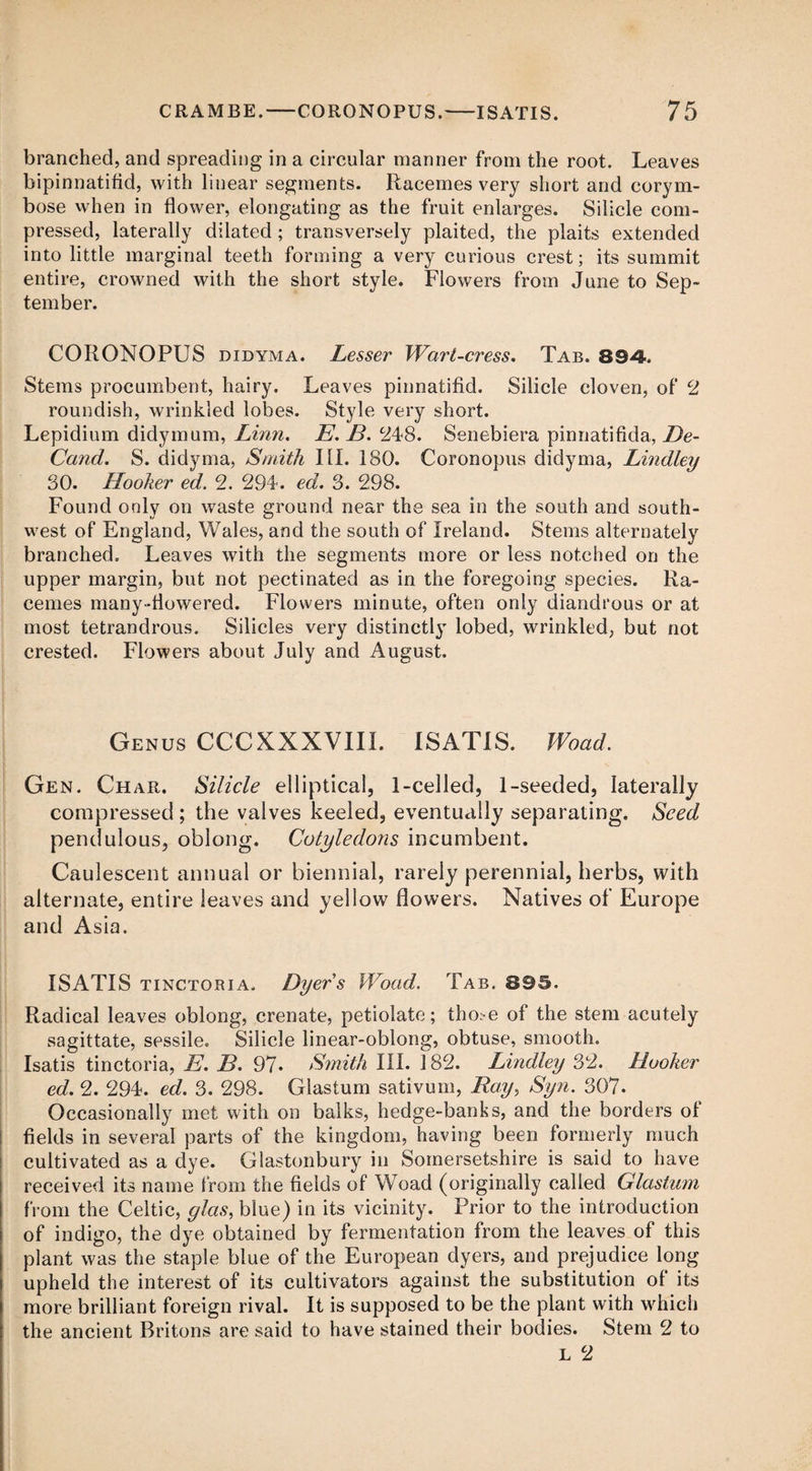 branched, and spreading in a circular manner from the root. Leaves bipinnatifid, with linear segments. Racemes very short and corym¬ bose when in flower, elongating as the fruit enlarges. Silicle com¬ pressed, laterally dilated; transversely plaited, the plaits extended into little marginal teeth forming a very curious crest; its summit entire, crowned with the short style. Flowers from June to Sep¬ tember. CORONOPUS didyma. Lesser Wart-cress. Tab. 894. Stems procumbent, hairy. Leaves pinnatifid. Silicle cloven, of 2 roundish, wrinkled lobes. Style very short. Lepidium didymum, Linn. E. B. 248. Senebiera pinnatifida, l)e- Cand. S. didyma, Smith III. 180. Coronopus didyma, Lindley 80. Hooker ed. 2. 294. ed. 3. 298. Found only on waste ground near the sea in the south and south¬ west of England, Wales, and the south of Ireland. Stems alternately branched. Leaves with the segments more or less notched on the upper margin, but not pectinated as in the foregoing species. Ra¬ cemes many-flowered. Flowers minute, often only diandrous or at most tetrandrous. Silicles very distinctly lobed, wrinkled, but not crested. Flowers about July and August. Genus CCCXXXVIII. ISATIS. Wood. Gen. Char. Silicle elliptical, 1-celled, 1-seeded, laterally compressed ; the valves keeled, eventually separating. Seed pendulous, oblong. Cotyledons incumbent. Caulescent annual or biennial, rarely perennial, herbs, with alternate, entire leaves and yellow flowers. Natives of Europe and Asia. ISATIS tinctoria. Dyers Wood. Tab. 895. Radical leaves oblong, crenate, petiolate; tho:-e of the stem acutely sagittate, sessile. Silicle linear-oblong, obtuse, smooth. Isatis tinctoria, E. B. 97* Smith III. 182. Lindley 32. Hooker ed. 2. 294. ed. 3. 298. Glastum sativum, Bay, Syn. 307. Occasionally met with on balks, hedge-banks, and the borders of fields in several parts of the kingdom, having been formerly much cultivated as a dye. Glastonbury in Somersetshire is said to have received its name from the fields of Woad (originally called Glastum from the Celtic, ylas, blue) in its vicinity. Prior to the introduction of indigo, the dye obtained by fermentation from the leaves of this plant was the staple blue of the European dyers, and prejudice long upheld the interest of its cultivators against the substitution of its more brilliant foreign rival. It is supposed to be the plant with which the ancient Britons are said to have stained their bodies. Stem 2 to L 2