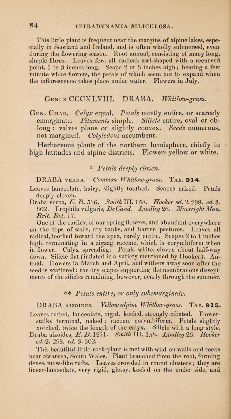 This little plant is frequent near the margins of alpine lakes, espe¬ cially in Scotland and Ireland, and is often wholly submersed, even during the flowering season. Root annual, consisting of many long, simple fibres. Leaves few, all radical, awl-shaped with a recurved point, 1 to 3 inches long. Scape 2 or 3 inches high ; bearing a few minute white flowers, the petals of which seem not to expand when the inflorescence takes place under water. Flowers in July. Genus CCCXLVIII. DR ABA. Whitlow-grass. Gen. Char. Calyx equal. Petals mostly entire, or scarcely emarginate. Filaments simple. Silicle entire, oval or ob¬ long : valves plane or slightly convex. Seeds numerous, not margined. Cotyledons accumbent. Herbaceous plants of the northern hemisphere, chiefly in high latitudes and alpine districts. Flowers yellow or white. * Petals deeply cloven. DRABA verna. Common Whitlow-grass. Tab. 914. Leaves lanceolate, hairy, slightly toothed. Scapes naked. Petals deeply cloven. Draba verna, E. B. 586. Smith III. 158. Hooker ed. 2.298. ed. 3. 302. Erophiia vulgaris, DeCand. Bindley 26. MacreiqhtMan. Brit. Bot. 17. One of the earliest of our spring flowers, and abundant everywhere on the tops of walls, dry banks, and barren pastures. Leaves all radical, toothed toward the apex, rarely entire. Scapes 2 to 4 inches high, terminating in a zigzag raceme, which is corymbiform when in flower. Calyx spreading. Petals white, cloven about half-way down. Silicle flat (inflated in a variety mentioned by Hooker). An¬ nual. Flowers in March and April, and withers away soon after the seed is scattered : the dry scapes supporting the membranous dissepi¬ ments of the silicles remaining, however, nearly through the summer. ** Petals entire, or only subemarginate. DRABA aizoides. Yellow alpine Whitlow-grass. Tab. 915. Leaves tufted, lanceolate, rigid, keeled, strongly ciliated. Flower- stalks terminal, naked ; raceme corymbiform. Petals slightly notched, twice the length of the calyx. Silicle with a long style. Draba aizoides, E. B. 127L Smith III. 158. Bindley 26. Hooker ed. 2. 298. ed. 3. 302. This beautiful little rock-plant is met with wild on walls and rocks near Swansea, South Wales. Plant branched from the root, forming dense, moss-like tufts. Leaves crowded in round clusters ; they are linear-lanceolate, very rigid, glossy, keeled on the under side, and