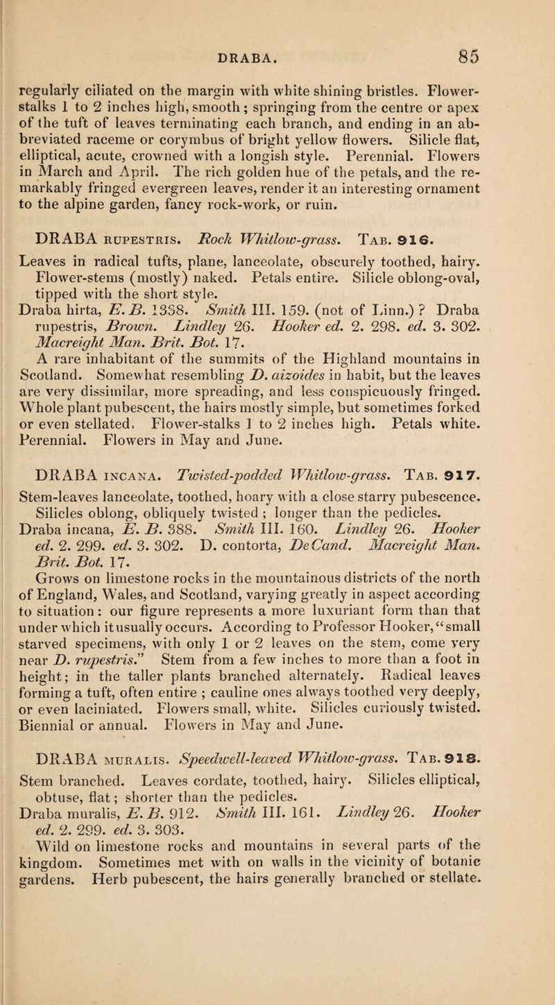 regularly ciliated on the margin with white shining bristles. Flower- stalks 1 to 2 inches high, smooth; springing from the centre or apex of the tuft of leaves terminating each branch, and ending in an ab¬ breviated raceme or corymbus of bright yellow flowers. Silicle flat, elliptical, acute, crowned with a longish style. Perennial. Flowers in March and April. The rich golden hue of the petals, and the re¬ markably fringed evergreen leaves, render it an interesting ornament to the alpine garden, fancy rock-work, or ruin. DRABA rupestris. Rock Whitlow-grass. Tab. 9IS. Leaves in radical tufts, plane, lanceolate, obscurely toothed, hairy. Flower-stems (mostly) naked. Petals entire. Silicle oblong-oval, tipped with the short style. Draba hirta, E.B. 1358. Smith III. 159. (not of Linn.) ? Draba rupestris, Brown. Bindley 26. Hooker ed. 2. 298. ed. 3. 302. Macreight Man. Brit. Bot. 17. A rare inhabitant of the summits of the Highland mountains in Scotland. Somewhat resembling D. aizoides in habit, but the leaves are very dissimilar, more spreading, and less conspicuously fringed. Whole plant pubescent, the hairs mostly simple, but sometimes forked or even stellated, Flower-stalks ] to 2 inches high. Petals white. Perennial. Flowers in May and June. DRABA incana. Twisted-podded Whitlow-grass. Tab. 917. Stem-leaves lanceolate, toothed, hoary with a close starry pubescence. Silicles oblong, obliquely twisted ; longer than the pedicles. Draba incana, E. B. 388. Smith III. 160. Bindley 26. Hooker ed. 2. 299. ed. 3. 302. D. contorta, DeCand. Macreight Man. Brit. Bot. 17. Grows on limestone rocks in the mountainous districts of the north of England, Wales, and Scotland, varying greatly in aspect according to situation: our figure represents a more luxuriant form than that under which it usually occurs. According to Professor Hooker, “small starved specimens, with only 1 or 2 leaves on the stem, come very near D. rupestris.” Stem from a few inches to more than a foot in height; in the taller plants branched alternately. Radical leaves forming a tuft, often entire ; cauline ones always toothed very deeply, or even laciniated. Flowers small, white. Silicles curiously twisted. Biennial or annual. Flowers in May and June. «/ DRABA muralis. Speedwell-leaved Whitlow-grass. Tab. 918. Stem branched. Leaves cordate, toothed, hairy. Silicles elliptical, obtuse, flat; shorter than the pedicles. Draba muralis, E. B. 912. Smith III. 161. BAndley 26. Hooker ed. 2. 299. ed. 3. 303. Wild on limestone rocks and mountains in several parts of the kingdom. Sometimes met with on walls in the vicinity of botanic gardens. Herb pubescent, the hairs generally branched or stellate.