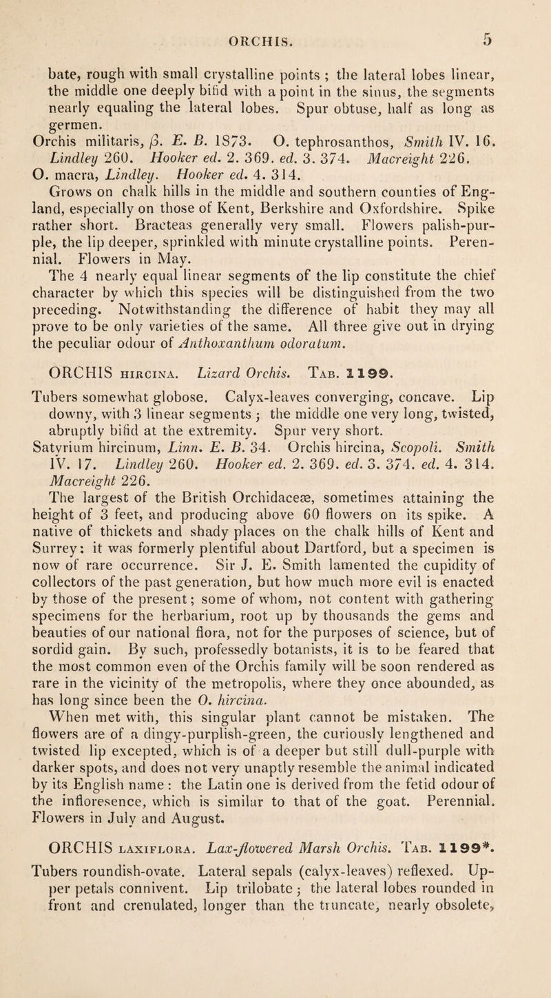 bate, rough with small crystalline points ; the lateral lobes linear, the middle one deeply bifid with a point in the sinus, the segments nearly equaling the lateral lobes. Spur obtuse, half as long as germen. Orchis militarise /3. E. B. 1873. O. tephrosanthos, Smith IV. 16. Lindley 260. Hooker ed. 2. 369. ed. 3. 374. Macreight 226. O. macra, Lindley. Hooker ed. 4. 314. Grows on chalk hills in the middle and southern counties of Eng¬ land, especially on those of Kent, Berkshire and Oxfordshire. Spike rather short. Braeteas generally very small. Flowers palish-pur¬ ple, the lip deeper, sprinkled with minute crystalline points. Peren¬ nial. Flowers in May. The 4 nearly equal linear segments of the lip constitute the chief character by which this species will be distinguished from the two preceding. Notwithstanding the difference of habit they may all prove to be only varieties of the same. All three give out in drying the peculiar odour of Anthoxanthum odoratum. ORCHIS hircina. Lizard Orchis. Tab. 119®. Tubers somewhat globose. Calyx-leaves converging, concave. Lip downy, with 3 linear segments ; the middle one very long, twisted, abruptly bifid at the extremity. Spur very short. Satvrium hircinum, Linn. E. B. 34. Orchis hircina, Scopoli. Smith IV. 17. Lindley 260. Hooker ed. 2. 369. eel. 3. 374. ed. 4. 314. Macreight 226. The largest of the British Orchidacete, sometimes attaining the height of 3 feet, and producing above 60 flowers on its spike. A native of thickets and shady places on the chalk hills of Kent and Surrey: it was formerly plentiful about Dartford, but a specimen is now of rare occurrence. Sir J. E. Smith lamented the cupidity of collectors of the past generation, but how much more evil is enacted by those of the present; some of whom, not content with gathering specimens for the herbarium, root up by thousands the gems and beauties of our national flora, not for the purposes of science, but of sordid gain. By such, professedly botanists, it is to be feared that the most common even of the Orchis family will be soon rendered as rare in the vicinity of the metropolis, where they once abounded, as has long since been the 0. hircina. When met with, this singular plant cannot be mistaken. The flowers are of a dingy-purplish-green, the curiously lengthened and twisted lip excepted, which is of a deeper but still dull-purple with darker spots, and does not very unaptly resemble the animal indicated by its English name : the Latin one is derived from the fetid odour of the infloresence, which is similar to that of the goat. Perennial. Flowers in July and August. ORCHIS laxiflora. Lax-Jlotvered Marsh Orchis. Tab. 1199#. Tubers roundish-ovate. Lateral sepals (calyx-leaves) reflexed. Up¬ per petals connivent. Lip trilobate ; the lateral lobes rounded in front and crenulated, longer than the truncate, nearly obsolete,