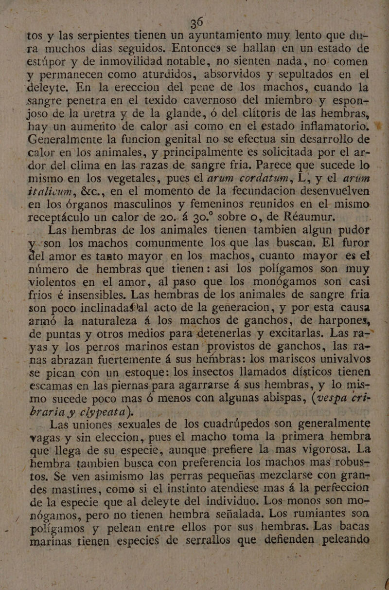 tos y las serpientes tienen un ayuntamiento muy lento que du- za muchos dias seguidos. Entonces se hallan en un estado de estúpor y de inmovilidad notable, no sienten nada, no: comen y permanecen como aturdidos, absorvidos y sepultados en el deleyte. En la ereccion del pene de los machos, cuando la sangre penetra en el texido cavernoso del miembro y espon- joso de la uretra y de la glande, 6 del clítoris de las hembras, hay un aumerto de calor asi como en el estado inflamatorio. * : Generalmente la funcion genital no se efectua sin desarrollo de - calor en los animales, y principalmente es solicitada por el ar- dor del clima en las razas de sangre fria. Parece que sucede lo mismo en los vegetales, pues el arum cordatum, L, y el arum italicum, &amp;c., en el momento de la fecundacion desenvuelven . en los órganos masculinos y femeninos reunidos en el- mismo receptáculo un calor de 20.. 4 3o.” sobre o, de Réaumur. Las hembras de los animales tienen tambien algun pudor son los machos comunmente los que las buscan. El furor dal amor es tanto mayor en los machos, cuanto mayor es el número de hembras que tienen: asi los polígamos son muy violentos en el amor, al paso que los monógamos son casi _frios é insensibles. Las hembras de los animales de sangre fria son poco inclinadaflal acto de la generacion, y por esta causa armó la naturaleza 4 los machos de ganchos, de harpones, . de puntas y Otros medios para detenerlas y excitarlas. Las ra yas y los perros marinos estan provistos de ganchos, las ra- -nas abrazan fuertemente 4 sus hembras: los mariscos univalvos se pican con un estoque: los insectos llamados dísticos tienen escamas en las piernas para agarrarse á sus hembras, y lo mis- mo sucede poco mas Ó menos can algunas abispas, (vespa cri- braria y clypeata). | Las uniones sexuales de los cuadrúpedos son generalmente vagas y sin eleccion, pues el macho toma la primera hembra que llega de su especie, aunque prefiere la. mas vigorosa. La hembra tambien busca con preferencia los machos mas robus= tos. Se ven asimismo las perras pequeñas mezclarse con gran= des mastines, come si el instinto atendiese mas á la perfección de la especie que al deleyte del individuo. Los monos son mo- , nógamos, pero no tienen hembra señalada. Los rumiantes son _ polígamos y pelean entre ellos por sus hembras. Las bacas marinas tienen especies de serrallos que defienden peleando A : \ 6
