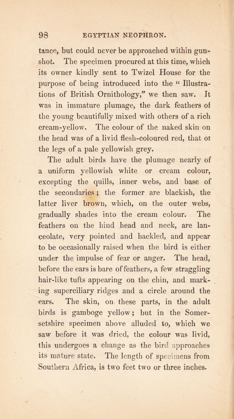 tatice, but could never be approached within gun- shot. The specimen procured at this time, which its owner kindly sent to Twizel House for the purpose of being introduced into the ‘‘ Illustra- tions of British Ornithology,” we then saw. It was in immature plumage, the dark feathers of the young beautifully mixed with others of a rich cream-yellow. The colour of the naked skin on the head was of a livid flesh-coloured red, that ot the legs of a pale yellowish grey. The adult birds have the plumage nearly of a uniform yellowish white or cream colour, excepting the quills, inner webs, and base of the secondaries; the former are blackish, the latter liver brown, which, on the outer webs, gradually shades into the cream colour. The feathers on the hind head and neck, are lan- ceolate, very pointed and hackled, and appear to be occasionally raised when the bird is either under the impulse of fear or anger. The head, before the ears is bare of feathers, a few straggling hair-like tufts appearing on the chin, and mark- ing superciliary ridges and a circle around the ears. The skin, on. these parts, in the adult birds is gamboge yellow; but in the Somer- setshire specimen above alluded to, which we saw before it was dried, the colour was livid, this undergoes a change as the bird approaches its mature state. The length of specimens from Southern Africa, is two feet two or three inches.