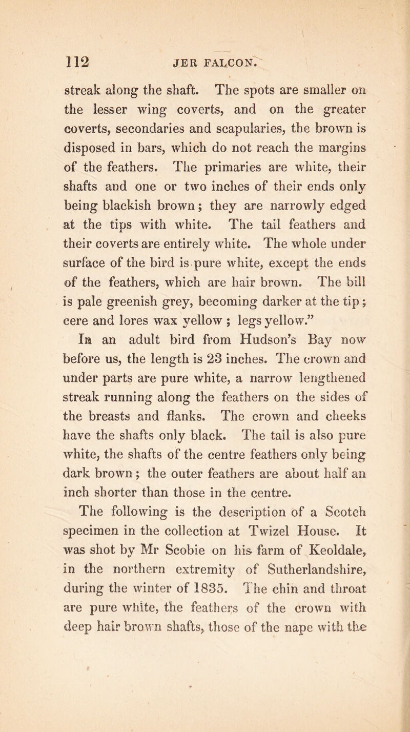 streak along the shaft. The spots are smaller on the lesser wing coverts, and on the greater coverts, secondaries and scapularies, the brown is disposed in bars, which do not reach the margins of the feathers. The primaries are white, their shafts and one or two inches of their ends only being blackish brown; they are narrowly edged at the tips with white. The tail feathers and their coverts are entirely white. The whole under surface of the bird is pure white, except the ends of the feathers, which are hair brown. The bill is pale greenish grey, becoming darker at the tip; cere and lores wax yellow ; legs yellow.” In an adult bird from Hudson’s Bay now before us, the length is 23 inches. The crown and under parts are pure white, a narrow lengthened streak running along the feathers on the sides of the breasts and flanks. The crown and cheeks have the shafts only black. The tail is also pure white, the shafts of the centre feathers only being dark brown; the outer feathers are about half an inch shorter than those in the centre. The following is the description of a Scotch specimen in the collection at Twizel House. It was shot by Mr Scobie on his- farm of Keoldale, in the northern extremit}^ of Sutherlandshire, during the winter of 1835. The chin and throat are pure white, the feathers of the crown with deep hair brown shafts, those of the nape with the