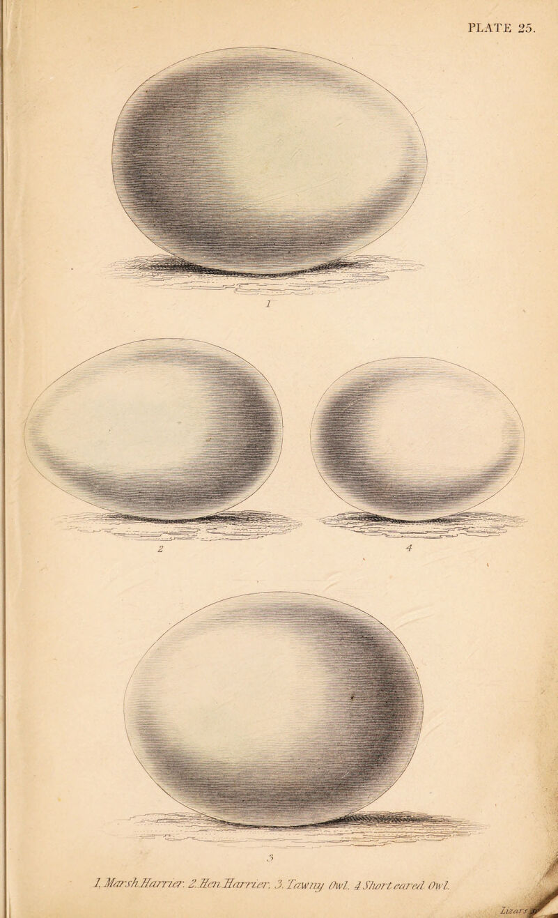 J I MarshHarner'. ZJienllar'nn-. 3.Taw?iy Owl. dShorlmred Owl. lizar.
