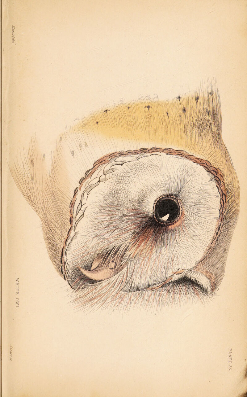 WHITE OWL 8 I PLATE 26.