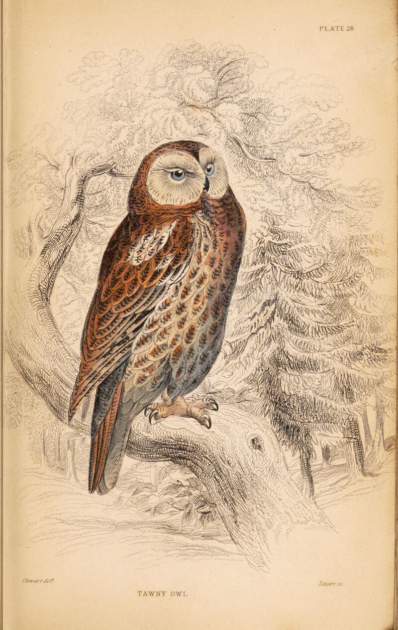 TAWNY OWL