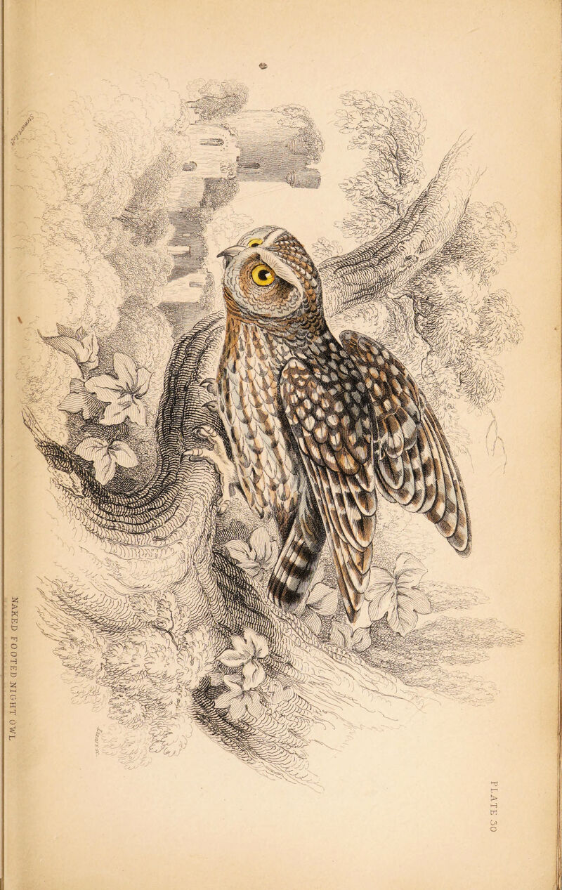 NAKED FOOTED NIC.HT OWL 1