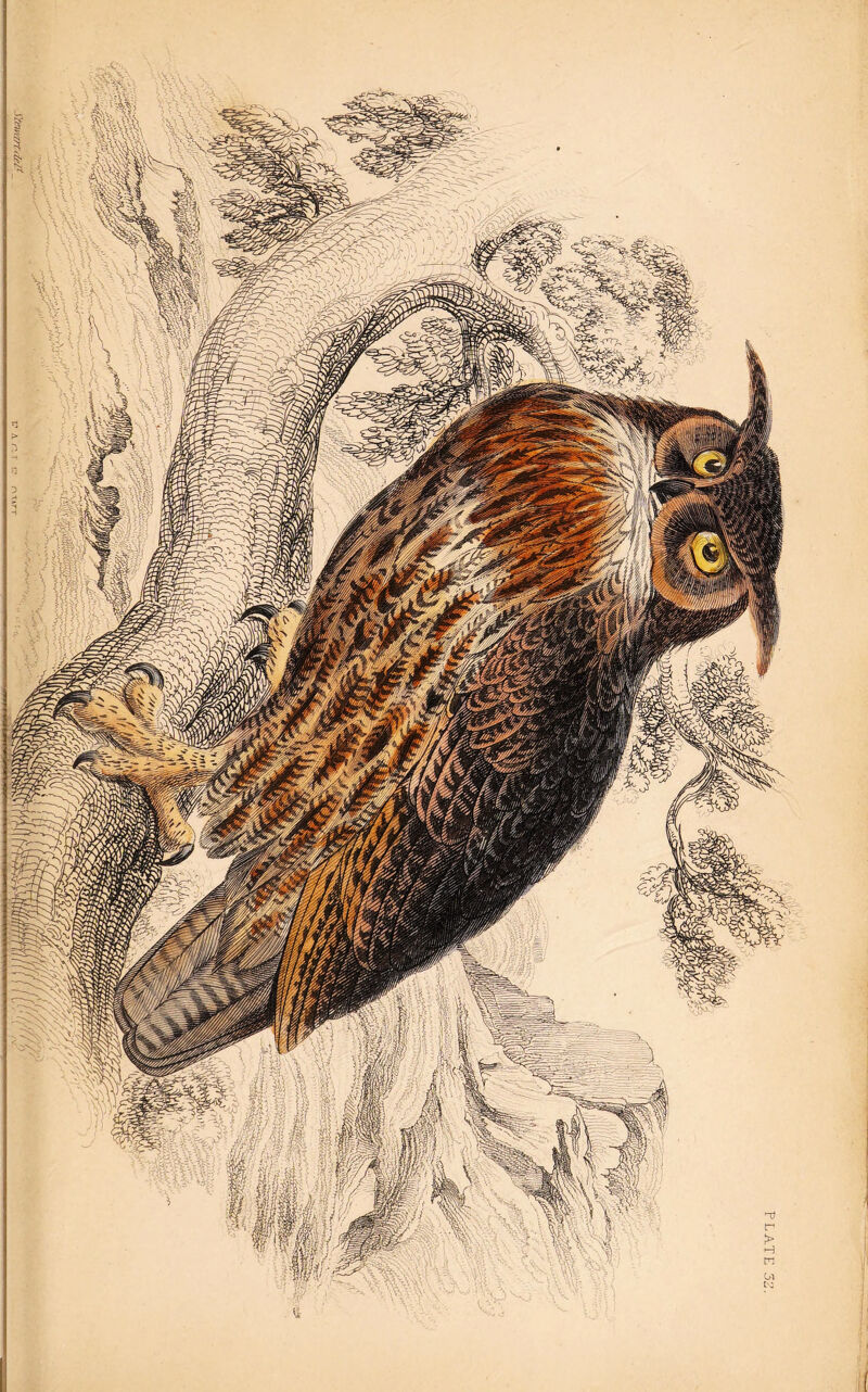 PLATE 5: