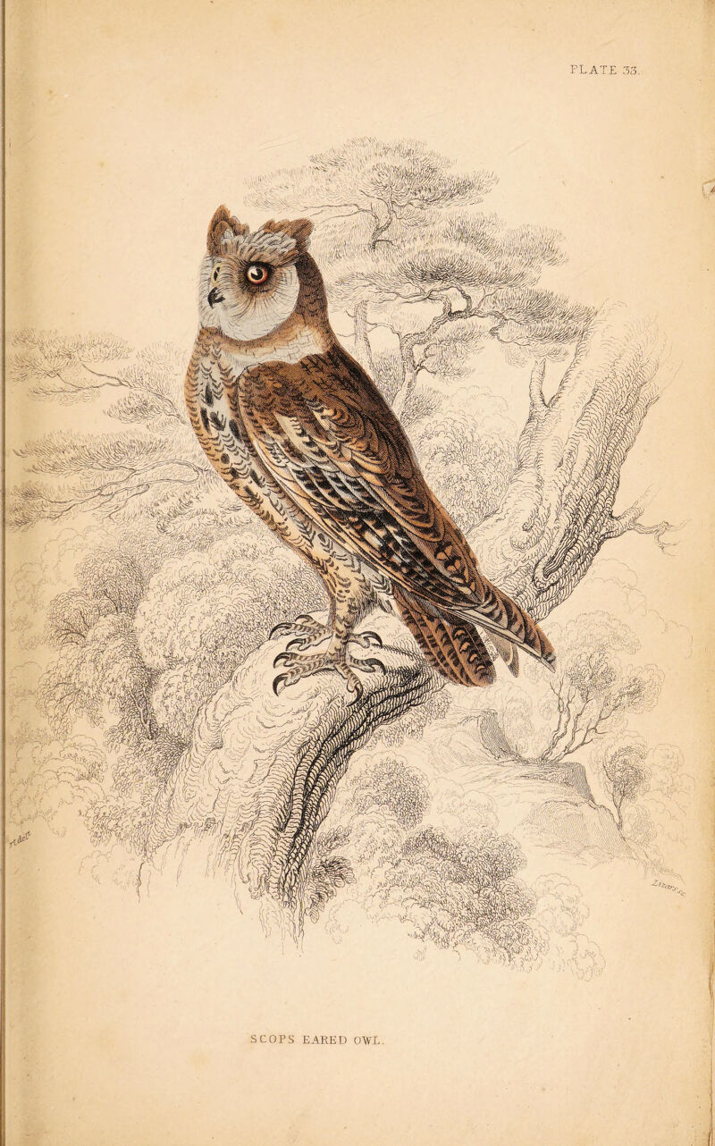 8mm ii* W'-- o/'C- SCOPS EARED OWL.