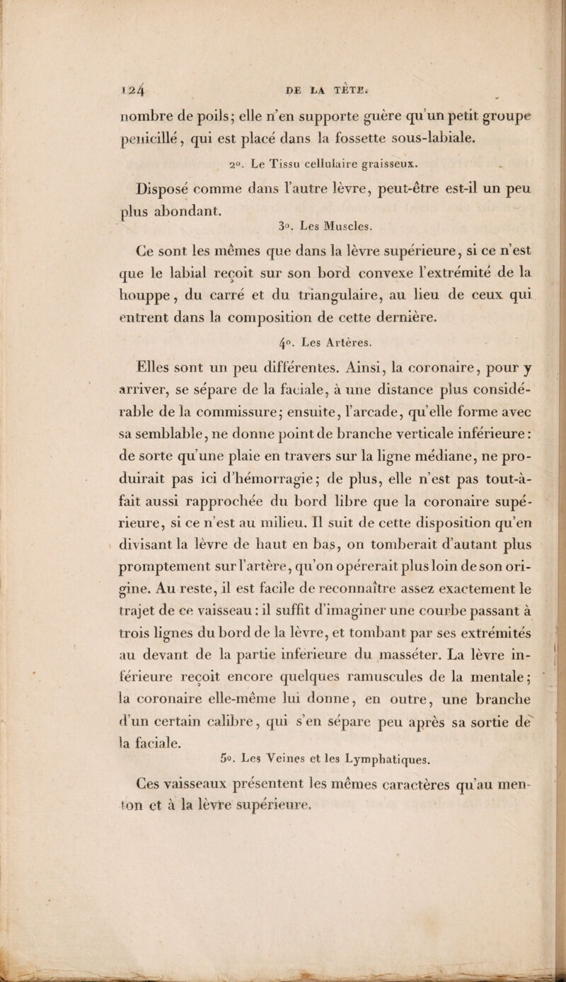 nombre de poils; elle n’en supporte guère qu un petit groupe pénicillé, qui est placé dans la fossette sous-labiale. 2°. Le Tissu cellulaire graisseux. Disposé comme dans l’autre lèvre, peut-être est-il un peu plus abondant. 3°. Les Muscles. Ce sont les mêmes que dans la lèvre supérieure, si ce n’est que le labial reçoit sur son bord convexe l’extrémité de la houppe, du carré et du triangulaire, au lieu de ceux qui entrent dans la composition de cette dernière. 4°. Les Artères. Elles sont un peu différentes. Ainsi, la coronaire, pour y arriver, se sépare de la faciale, à une distance plus considé¬ rable de la commissure; ensuite, l’arcade, qu elle forme avec sa semblable, ne donne point de branche verticale inférieure : de sorte qu’une plaie en travers sur la ligne médiane, ne pro¬ duirait pas ici d’hémorragie; de plus, elle n’est pas tout-à- fait aussi rapprochée du bord libre que la coronaire supé¬ rieure, si ce n’est au milieu. Il suit de cette disposition qu’en divisant la lèvre de haut en bas, on tomberait d’autant plus promptement sur l’artère, qu’on opérerait plus loin de son ori¬ gine. Au reste, il est facile de reconnaître assez exactement le trajet de ce vaisseau : il suffit d’imaginer une courbe passant à trois lignes du bord de la lèvre, et tombant par ses extrémités au devant de la partie inférieure du masséter. La lèvre in¬ férieure reçoit encore quelques ramuscules de la mentale; la coronaire elle-même lui donne, en outre, une branche d’un certain calibre, qui s’en sépare peu après sa sortie de la faciale. 5°. Les Veines et les Lymphatiques. Ces vaisseaux présentent les mêmes caractères qu’au men¬ ton et à la lèvre supérieure.