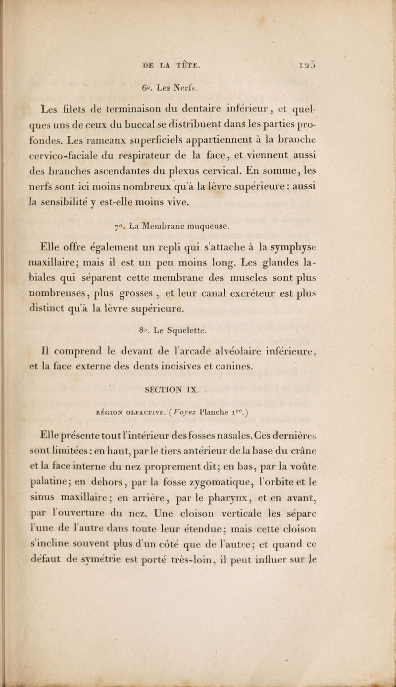 6°. Les Nerfs. Les filets de terminaison du dentaire inférieur, et quel¬ ques uns de ceux du buccal se distribuent dans les parties pro¬ fondes. Les rameaux superficiels appartiennent à la branche cervico-faciale du respirateur de la face, et viennent aussi des branches ascendantes du plexus cervical. En somme, les nerfs sont ici moins nombreux qu’à la lèvre supérieure : aussi la sensibilité y est-elle moins vive. 7°. La Membrane muqueuse. Elle offre également un repli qui s’attache à la symphyse maxillaire; mais il est un peu moins long. Les glandes la¬ biales qui séparent cette membrane des muscles sont plus nombreuses, plus grosses , et leur canal excréteur est plus distinct qu’à la lèvre supérieure. 8>. Le Squelette. Il comprend le devant de farcade alvéolaire inférieure, et la face externe des dents incisives et canines. SECTION IX. . région olfactive. ( Voyez Planche ire.) Elle présente tout l’intérieur des fosses nasales. Ces dernières sont limitées : en haut, par le tiers antérieur de la base du crâne et la face interne du nez proprement dit; en bas, par la voûte palatine; en dehors, par la fosse zygomatique, l orbite et le sinus maxillaire; en arrière, parle pharynx, et en avant, par 1 ouverture du nez. Une cloison verticale les sépare l’une de 1 autre dans toute leur étendue; mais cette cloison s’incline souvent plus d’un coté que de l’autre; et quand ce défaut de symétrie est porté très-loin, il peut influer sur le