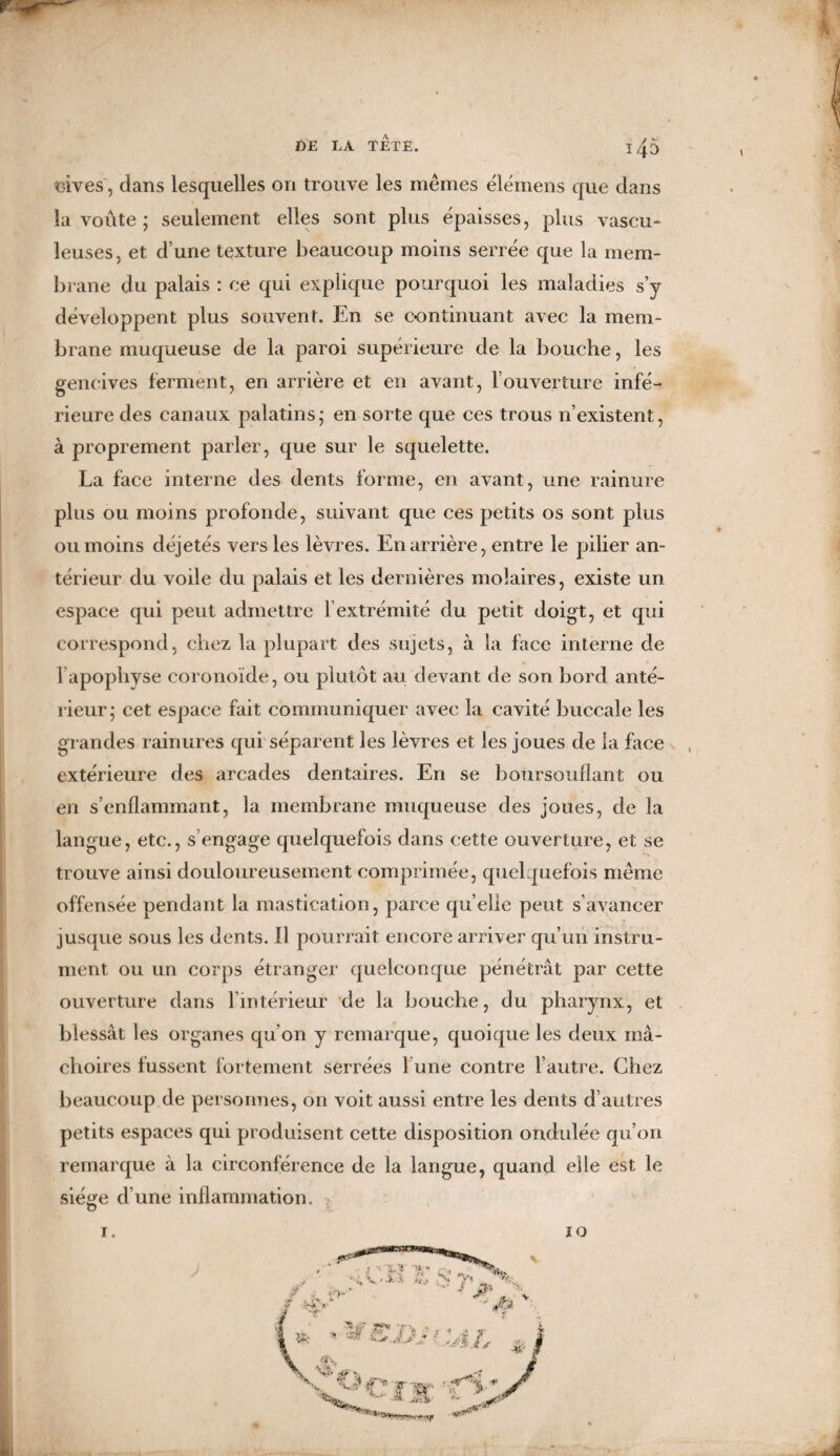 cives', dans lesquelles on trouve les mêmes élémens que clans la voûte ; seulement elles sont plus épaisses, plus vascu* leuses, et d’une texture beaucoup moins serrée que la mem¬ brane du palais : ce qui explique pourquoi les maladies s’y développent plus souvent. En se continuant avec la mem¬ brane muqueuse de la paroi supérieure de la bouche, les gencives ferment, en arrière et en avant, l’ouverture infé¬ rieure des canaux palatins* en sorte que ces trous n’existent, à proprement parler, que sur le squelette. La face interne des dents forme, en avant, une rainure plus ou moins profonde, suivant que ces petits os sont plus ou moins déjetés vers les lèvres. En arrière, entre le pilier an¬ térieur du voile du palais et les dernières molaires, existe un espace qui peut admettre fextrémité du petit doigt, et qui correspond, chez la plupart des sujets, à la face interne de lapophyse coronoïde, ou plutôt au devant de son bord anté¬ rieur; cet espace fait communiquer avec la cavité buccale les grandes rainures qui séparent les lèvres et les joues de la face extérieure des arcades dentaires. En se boursouflant ou en s’enflammant, la membrane muqueuse des joues, de la langue, etc., s’engage quelquefois dans cette ouverture, et se trouve ainsi douloureusement comprimée, quelquefois même offensée pendant la mastication, parce qu elle peut s’avancer jusque sous les dents. Il pourrait encore arriver qu’un instru¬ ment ou un corps étranger quelconque pénétrât par cette ouverture dans l’intérieur de la bouche, du pharynx, et blessât les organes qu’on y remarque, quoique les deux mâ¬ choires fussent fortement serrées l une contre l’autre. Chez beaucoup de personnes, on voit aussi entre les dents d’autres petits espaces qui produisent cette disposition ondulée qu’on remarque à la circonférence de la langue, quand elle est le sié^e d’une inflammation. O T. 10