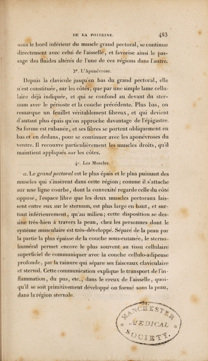 I)E LA POITRINE. 4^3 h>us le bord inférieur du muscle grand pectoral, se continue directement avec celui de faisselle, et favorise ainsi le pas¬ sage des fluides altérés de fune de ces régions dans l’autre. 3°. L’Aponévrose. Depuis la clavicule jusqu’en bas du grand pectoral, elle n’est constituée, sur les cotés, que par une simple lame cellu¬ laire déjà indiquée, et qui se confond au devant du ster¬ num avec le périoste et la couche précédente. Plus bas, on remarque un feuillet véritablement fibreux, et qui devient d’autant plus épais qu’on approche davantage de l’épigastre. Sa forme est rubanée, et ses fibres se portent obliquement en bas et en dedans, pour se continuer avec les aponévroses du ventre. Il recouvre particulièrement les muscles droits, qu’il maintient appliqués sur les côtes. 4°. Les Muscles. v æ. Le grand pectoral est le plus épais et le plus puissant des muscles qui s’insèrent dans cette région ; comme il s’attache sur une ligne courbe, dont la convexité regarde celle du côté opposé, lespace libre que les deux muscles pectoraux lais¬ sent entre eux sur le sternum, est plus large en haut, et sur¬ tout inférieurement, qu’au milieu; cette disposition se des¬ sine très-bien à travers la peau, chez les personnes dont le système musculaire est très-développé. Séparé de la peau par la partie la plus épaisse de la couche sous-cutanée, le sterno- huméral permet encore le plus souvent au tissu cellulaire superficiel de communiquer avec la couche cellulo-adipeuse profonde, par la rainure qui sépare ses faisceaux claviculaire et sternal. Cette communication explique le transport de l’in¬ flammation, du pus, etc., dans le creux de l’aisselle, quoi- qu il se soit primitivement développé ou formé sous la peau, dans la région sternale.