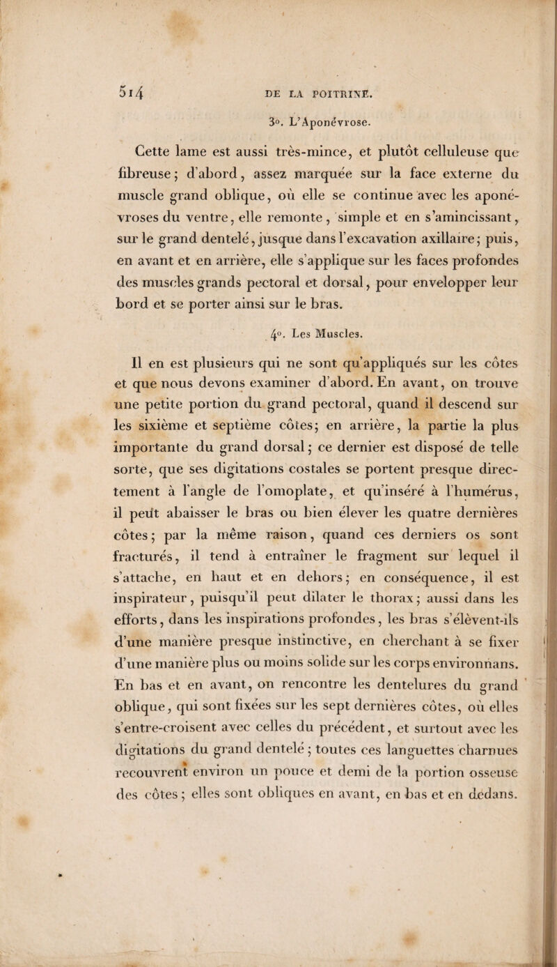 3°. L’Aponévrose. Cette lame est aussi très-mince, et plutôt celluleuse que fibreuse ; d’abord, assez marquée sur la face externe du muscle grand oblique, où elle se continue avec les aponé¬ vroses du ventre, elle remonte, simple et en s’amincissant, sur le grand dentelé, jusque dans l’excavation axillaire; puis, en avant et en arrière, elle s’applique sur les faces profondes des muscles grands pectoral et dorsal, pour envelopper leur bord et se porter ainsi sur le bras. 4°. Les Muscles. Il en est plusieurs qui ne sont qu’appliqués sur les côtes et que nous devons examiner d’abord. En avant, on trouve une petite portion du grand pectoral, quand il descend sur les sixième et septième côtes; en arrière, la partie la plus importante du grand dorsal ; ce dernier est disposé de telle sorte, que ses digitations costales se portent presque direc¬ tement à l’angle de l’omoplate, et qu’inséré à 1 humérus, il petit abaisser le bras ou bien élever les quatre dernières côtes ; par la même raison, quand ces derniers os sont fracturés, il tend à entraîner le fragment sur lequel il s’attache, en haut et en dehors; en conséquence, il est inspirateur, puisqu’il peut dilater le thorax ; aussi dans les efforts, dans les inspirations profondes, les bras s’élèvent-ils d’une manière presque instinctive, en cherchant à se fixer d’une manière plus ou moins solide sur les corps environnans. En bas et en avant, on rencontre les dentelures du grand oblique, qui sont fixées sur les sept dernières côtes, où elles s’entre-croisent avec celles du précédent, et surtout avec les digitations du grand dentelé ; toutes ces languettes charnues recouvrent environ un pouce et demi de la portion osseuse des côtes ; elles sont obliques en avant, en bas et en dedans.