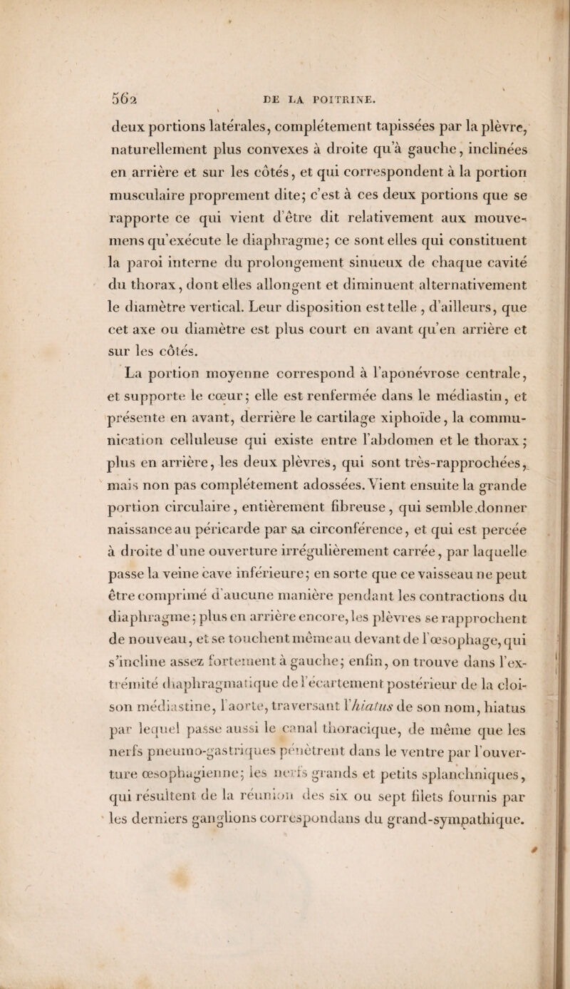 deux portions latérales, complètement tapissées par la plèvre, naturellement plus convexes à droite qu a gauche, inclinées en arrière et sur les côtés, et qui correspondent à la portion musculaire proprement dite; c’est à ces deux portions que se rapporte ce qui vient d être dit relativement aux mouve- mens qu’exécute le diaphragme; ce sont elles qui constituent la paroi interne du prolongement sinueux de chaque cavité du thorax, dont elles allongent et diminuent alternativement le diamètre vertical. Leur disposition est telle , d’ailleurs, que cet axe ou diamètre est plus court en avant qu’en arrière et sur les côtés. La portion moyenne correspond à l’aponévrose centrale, et supporte le cœur ; elle est renfermée dans le médiastin, et présente en avant, derrière le cartilage xiphoïde, la commu¬ nication celluleuse qui existe entre l’abdomen et le thorax; plus en arrière, les deux plèvres, qui sont très-rapprochées^ mais non pas complètement adossées. Vient ensuite la grande portion circulaire, entièrement fibreuse, qui semble.donner naissance au péricarde par sa circonférence, et qui est percée à droite d’une ouverture irrégulièrement carrée, par laquelle passe la veine cave inférieure; en sorte que ce vaisseau ne peut être comprimé d’aucune manière pendant les contractions du diaphragme : plus en arrière encore, les plèvres se rapprochent de nouveau, et se touchent même au devant de l’œsophage, qui s’incline assez fortement à gauche; enfin, on trouve dans l’ex¬ trémité diaphragmatique de leeartementpostérieur de la cloi¬ son médiastine, 1 aorte, traversant Xhiatus de son nom, hiatus par lequel passe aussi le canal thoracique, de même que les nerfs pneumo-gastriques pénètrent dans le ventre par l’ouver¬ ture œsophagienne; les nerfs grands et petits splanchniques, qui résultent de la reunion des six ou sept filets fournis par les derniers ganglions correspondais du grand-sympathique.