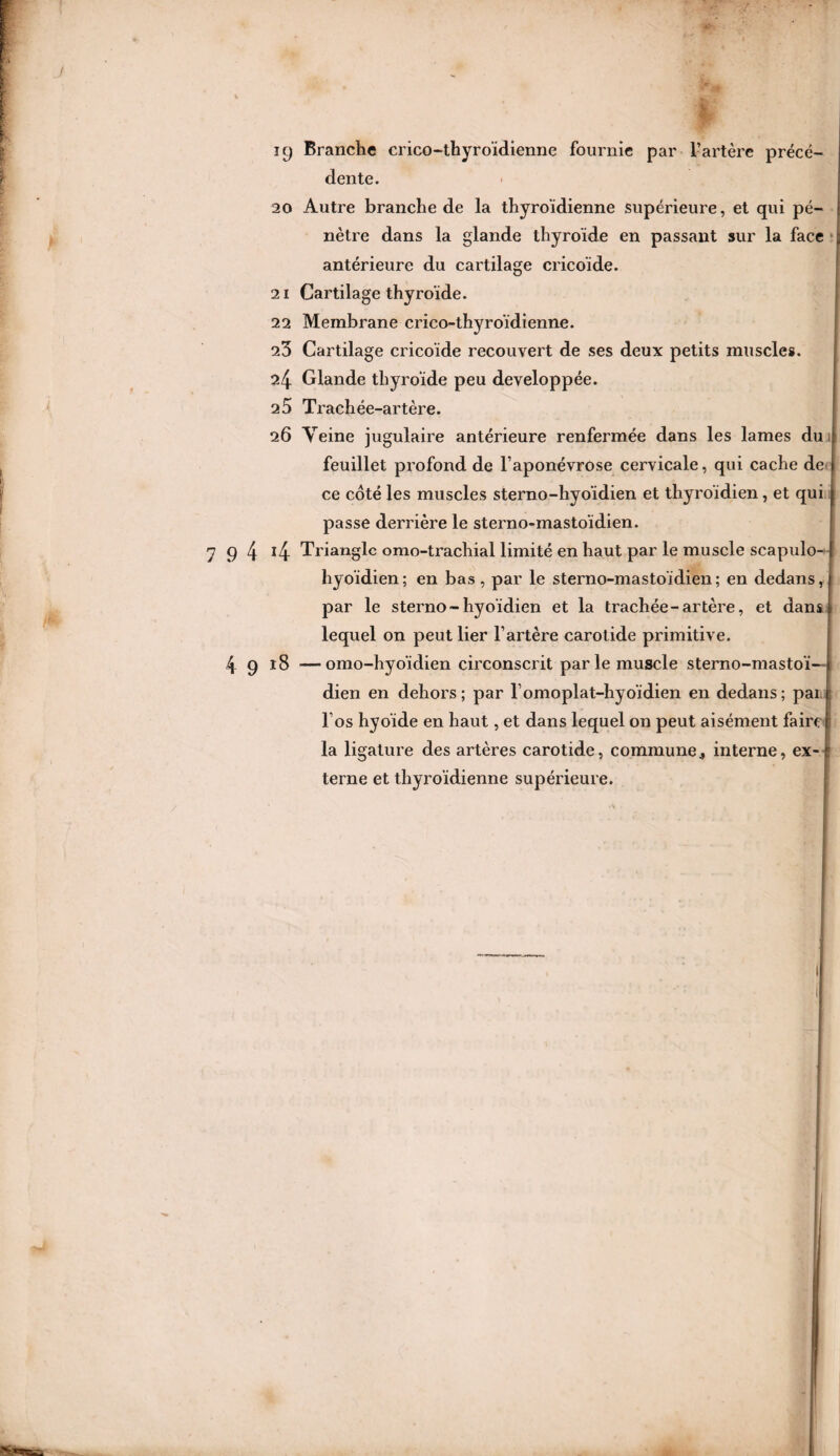 Branche crico-thyroïdienne fournie par l’artère précé¬ dente. 20 Autre branche de la thyroïdienne supérieure, et qui pé¬ nètre dans la glande thyroïde en passant sur la face antérieure du cartilage cricoïde. 21 Cartilage thyroïde. 22 Membrane crico-thyroïdienne. 23 Cartilage cricoïde recouvert de ses deux petits muscles. 24 Glande thyroïde peu développée. 25 Trachée-artère. 26 Veine jugulaire antérieure renfermée dans les lames du feuillet profond de l’aponévrose cervicale, qui cache de ce côté les muscles sterno-hyoïdien et thyroïdien, et qui passe derrière le sterno-mastoïdien. 9 4 i4 Triangle omo-trachial limité en haut par le muscle scapulo- hyoïdien; en bas , par le sterno-mastoïdien; en dedans, par le sterno-hyoïdien et la trachée-artère, et dans lequel on peut lier l’artère carotide primitive. 4 9 18 —omo-hyoïdien circonscrit par le muscle sterno-mastoï¬ dien en dehors; par lomoplat-hyoïdien en dedans; pai ; l’os hyoïde en haut, et dans lequel on peut aisément faire la ligature des artères carotide, commune, interne, ex¬ terne et thyroïdienne supérieure.