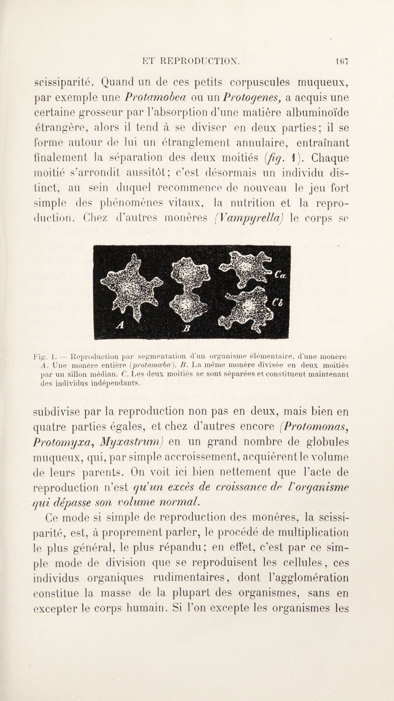 scissiparité. Quand un de ces petits corpuscules muqueux, par exemple une Protamobea ou un Protogenes, a acquis une certaine grosseur par l’absorption d’une matière albuminoïde étrangère, alors il tend à se diviser en deux parties; il se forme autour de lui un étranglement annulaire, entraînant finalement la séparation des deux moitiés (fig. 1). Chaque moitié s’arrondit aussitôt; c’est désormais un individu dis¬ tinct, au sein duquel recommence de nouveau le jeu fort simple des phénomènes vitaux, la nutrition et la repro¬ duction. Chez d’autres mon ères (Vampyrella) le corps se Fig. 1. — Reproduction par segmentation d'un organisme élémentaire, d'une monère A. Une monère entière (protamœba). B. La même monère divisée en deux moitiés par un sillon médian. C. Les deux moitiés se sont séparées et constituent maintenant des individus indépendants, subdivise par la reproduction non pas en deux, mais bien en quatre parties égales, et chez d’autres encore (Protomonas, Protomyxa, MyxastrumJ en un grand nombre de globules muqueux, qui, par simple accroissement, acquièrent le volume de leurs parents. On voit ici bien nettement que l’acte de reproduction n’est qu'un excès de croissance de Vorganisme qui dépasse son volume normal. Ce mode si simple de reproduction des monères, la scissi¬ parité, est, à proprement parler, le procédé de multiplication le plus général, le plus répandu; en effet, c’est par ce sim¬ ple mode de division que se reproduisent les cellules, ces individus organiques rudimentaires, dont l’agglomération constitue la masse de la plupart des organismes, sans en excepter le corps humain. Si l’on excepte les organismes les