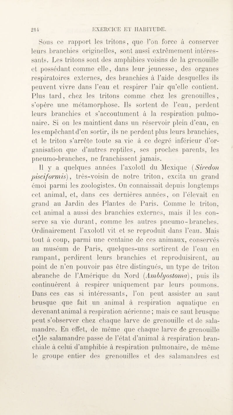 Sons ce rapport les tritons, que Ton force à conserver leurs branchies originelles, sont aussi extrêmement intéres¬ sants. Les tritons sont des amphibies voisins de la grenouille et possédant comme elle, dans leur jeunesse, des organes respiratoires externes, des branchies à l’aide desquelles ils peuvent vivre dans l’eau et respirer l’air qu’elle contient. Plus tard, chez les tritons comme chez les grenouilles, s’opère une métamorphose. Ils sortent de l’eau, perdent leurs branchies et s’accoutument à la respiration pulmo¬ naire. Si on les maintient dans un réservoir plein d’eau, en les empêchant d’en sortir, ils ne perdent plus leurs branchies, et le triton s’arrête toute sa vie à ce degré inférieur d’or¬ ganisation que d’autres reptiles, ses proches parents, les pneumo-branches, ne franchissent jamais. Il y a quelques années l’axolotl du Mexique (Siredon pisciformis), très-voisin de notre triton, excita un grand émoi parmi les zoologistes. On connaissait depuis longtemps cet animal, et, dans ces dernières années, on l’élevait en grand au Jardin des Plantes de Paris. Comme le triton, cet animal a aussi des branchies externes, mais il les con¬ serve sa vie durant, comme les autres pneumo-branches. Ordinairement l’axolotl vit et se reproduit dans l’eau. Mais tout à coup, parmi une centaine de ces animaux, conservés au muséum de Paris, quelques-uns sortirent de l’eau en rampant, perdirent leurs branchies et reproduisirent, au point de n’en pouvoir pas être distingués, un type de triton abranche de l’Amérique du Nord (Amblyostoma), puis ils continuèrent à respirer uniquement par leurs poumons. Dans ces cas si intéressants, Ton peut assister au saut brusque que fait un animal à respiration aquatique en devenant animal à respiration aérienne; mais ce saut brusque peut s’observer chez chaque larve de grenouille et de sala¬ mandre. En effet, de même que chaque larve de grenouille et/le salamandre passe de l’état d’animal à respiration bran¬ chiale à celui d’amphibie à respiration pulmonaire, de même le groupe entier des grenouilles et des salamandres est