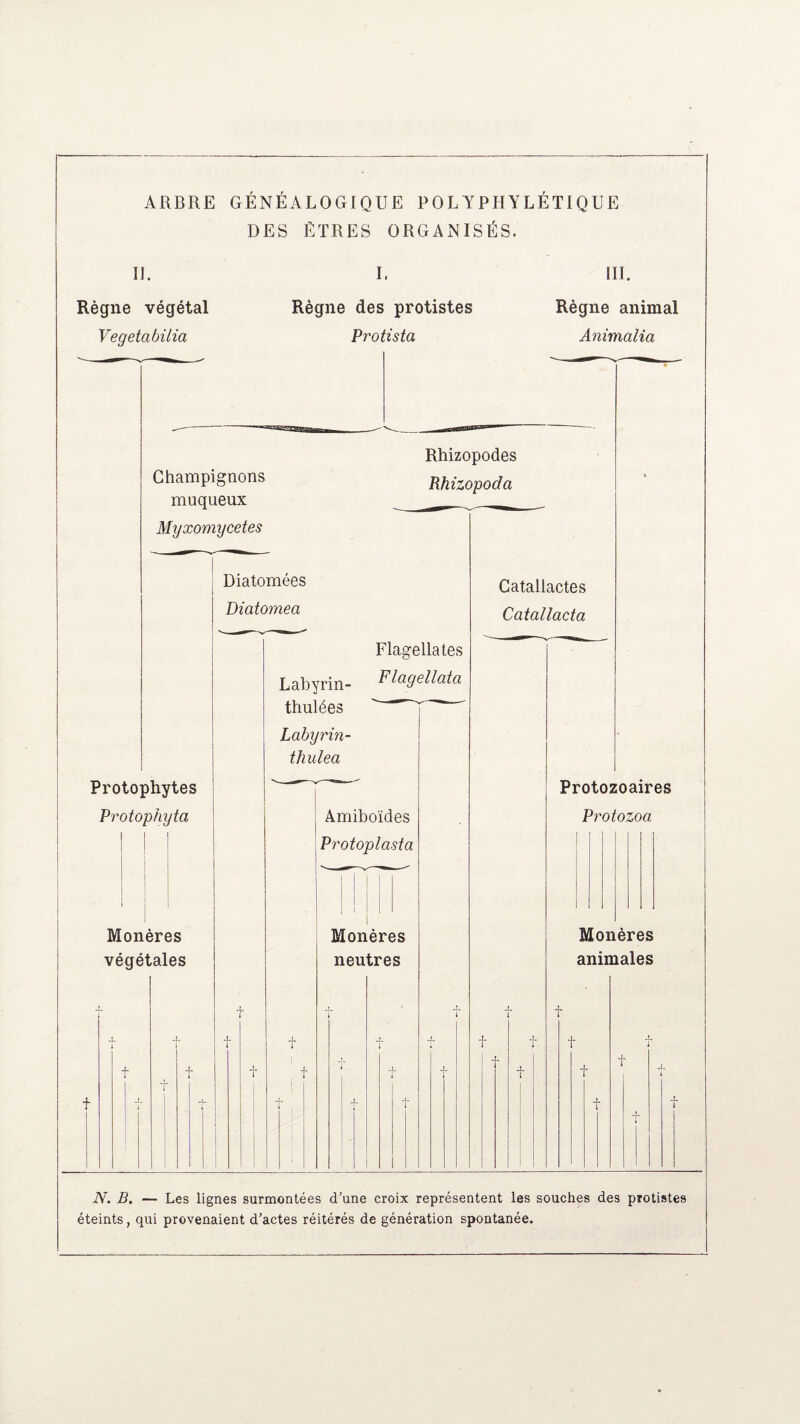 ARBRE GÉNÉALOGIQUE FOLYPHYLETIQUE DES ÊTRES ORGANISÉS. IL Règne végétal Vegetabilia I, Règne des protistes Protista III. Règne animal Animalia Champignons muqueux Myxomycètes Rhizopodes Rhizopoda Diatomées Diatomea Protophytes Protophyta Labyrin- thulées Labyrin- thulea Flagellâtes Flagellata Monères végétales Amiboïdes Protoplasta Monères neutres Catallactes Catallacta Protozoaires Protozoa Monères animales N. B. — Les lignes surmontées d’une croix représentent les souches des protistes éteints, qui provenaient d’actes réitérés de génération spontanée.