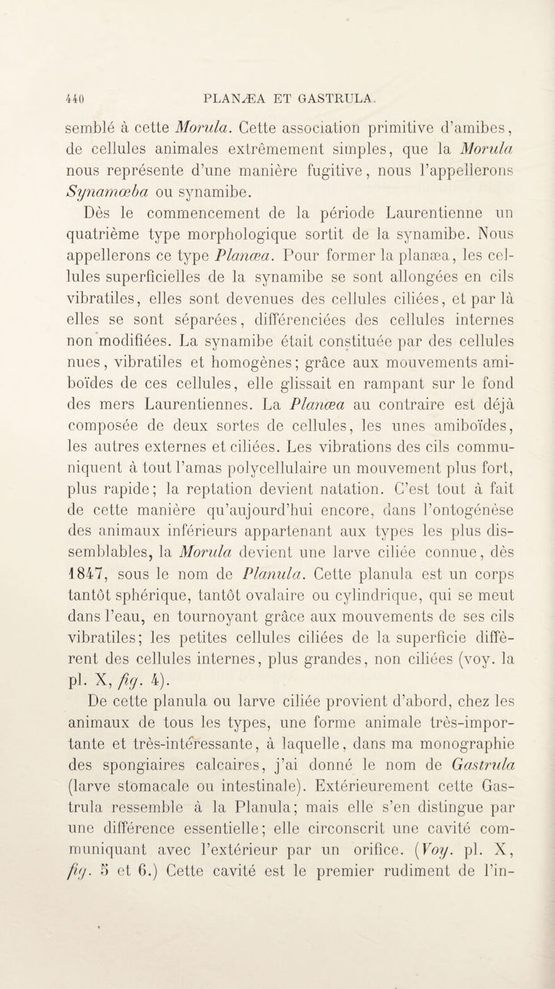 semblé à cette Monila. Cette association primitive d’amibes, de cellules animales extrêmement simples, que la Monda, nous représente d’une manière fugitive, nous l’appellerons Synamœba ou synamibe. Dès le commencement de la période Laurentienne un quatrième type morphologique sortit de la synamibe. Nous appellerons ce type Planœa. Pour former la planæa, les cel¬ lules superficielles de la synamibe se sont allongées en cils vibratiles, elles sont devenues des cellules ciliées, et par là elles se sont séparées, différenciées des cellules internes non modifiées. La synamibe était constituée par des cellules nues, vibratiles et homogènes; grâce aux mouvements ami- boïdes de ces cellules, elle glissait en rampant sur le fond des mers Laurentiennes. La Planœa au contraire est déjà composée de deux sortes de cellules, les unes amiboïdes, les autres externes et ciliées. Les vibrations des cils commu¬ niquent à tout l’amas polycellulaire un mouvement plus fort, plus rapide; la reptation devient natation. C’est tout à fait de cette manière qu’aujourd’hui encore, dans l’ontogénèse des animaux inférieurs appartenant aux types les plus dis¬ semblables, la Monda devient une larve ciliée connue, dès 1847, sous le nom de Planula. Cette planula est un corps tantôt sphérique, tantôt ovalaire ou cylindrique, qui se meut dans l’eau, en tournoyant grâce aux mouvements de ses cils vibratiles; les petites cellules ciliées de la superficie diffè¬ rent des cellules internes, plus grandes, non ciliées (voy. la pi. X, fuj. 4). De cette planula ou larve ciliée provient d’abord, chez les animaux de tous les types, une forme animale très-impor¬ tante et très-intéressante, à laquelle, dans ma monographie des spongiaires calcaires, j’ai donné le nom de Gastnila (larve stomacale ou intestinale). Extérieurement cette Gas- trula ressemble à la Planula; mais elle s’en distingue par une différence essentielle; elle circonscrit une cavité com¬ muniquant avec l’extérieur par un orifice. (Voy. pl. X, fiy. h et 6.) Cette cavité est le premier rudiment de fin-