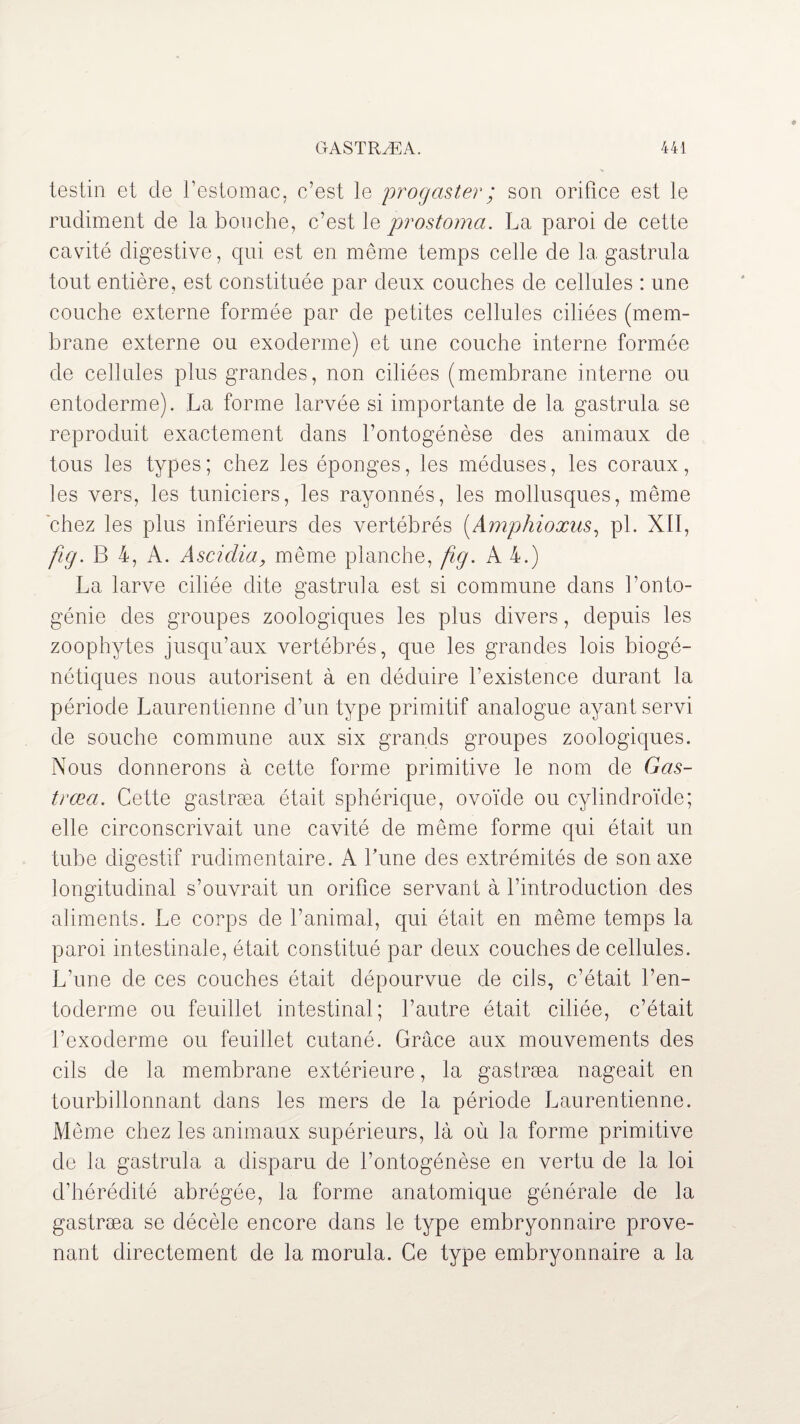 testin et de l’estomac, c’est le progaster; son orifice est le rudiment de la bouche, c’est le prostomci. La paroi de cette cavité digestive, qui est en même temps celle de la gastrula tout entière, est constituée par deux couches de cellules : une couche externe formée par de petites cellules ciliées (mem¬ brane externe ou exoderme) et une couche interne formée de cellules plus grandes, non ciliées (membrane interne ou entoderme). La forme larvée si importante de la gastrula se reproduit exactement dans l’ontogénèse des animaux de tous les types; chez les éponges, les méduses, les coraux, les vers, les tuniciers, les rayonnés, les mollusques, même chez les plus inférieurs des vertébrés (Amphioxus, pi. XII, fig. B 4, A. Ascidia, même planche, fig. A 4.) La larve ciliée dite gastrula est si commune dans l’onto¬ génie des groupes zoologiques les plus divers, depuis les zoophytes jusqu’aux vertébrés, que les grandes lois biogé¬ nétiques nous autorisent à en déduire l’existence durant la période Laurentienne d’un type primitif analogue ayant servi de souche commune aux six grands groupes zoologiques. Nous donnerons à cette forme primitive le nom de Gas- trœa. Cette gastræa était sphérique, ovoïde ou cylindroïde; elle circonscrivait une cavité de même forme qui était un tube digestif rudimentaire. A Lune des extrémités de son axe longitudinal s’ouvrait un orifice servant à l’introduction des aliments. Le corps de l’animal, qui était en même temps la paroi intestinale, était constitué par deux couches de cellules. L’une de ces couches était dépourvue de cils, c’était l’en- toderme ou feuillet intestinal; l’autre était ciliée, c’était l’exoderme ou feuillet cutané. Grâce aux mouvements des cils de la membrane extérieure, la gastræa nageait en tourbillonnant dans les mers de la période Laurentienne. Même chez les animaux supérieurs, là où la forme primitive de la gastrula a disparu de l’ontogénèse en vertu de la loi d’hérédité abrégée, la forme anatomique générale de la gastræa se décèle encore dans le type embryonnaire prove¬ nant directement de la morula. Ce type embryonnaire a la