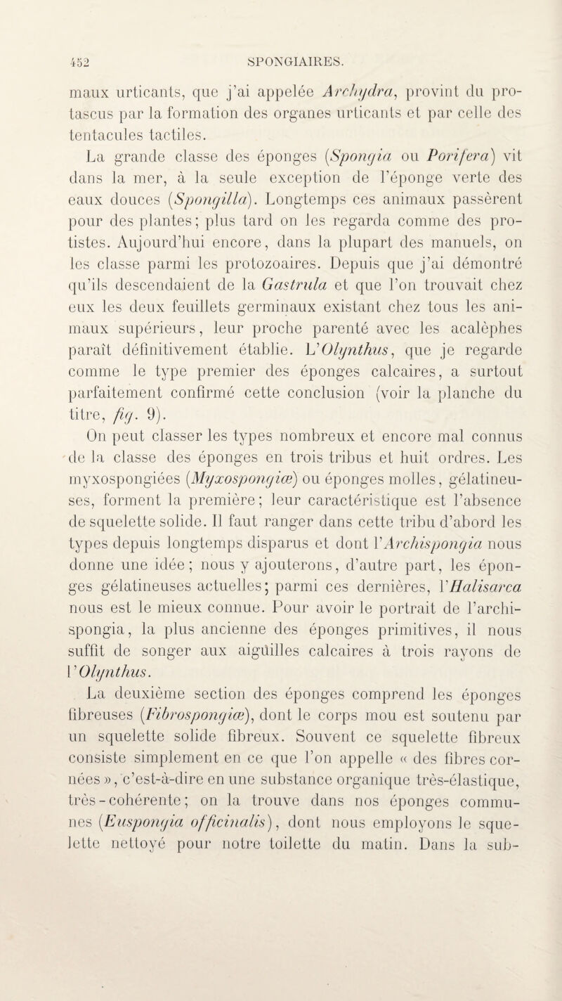 maux urticants, que j’ai appelée Archydra, provint du pro- tascus par la formation des organes urticants et par celle des tentacules tactiles. La grande classe des éponges (Sponyia ou Porifera) vit dans la mer, à la seule exception de l’éponge verte des eaux douces (Spongillo). Longtemps ces animaux passèrent pour des plantes ; plus tard on les regarda comme des pro¬ tistes. Aujourd’hui encore, dans la plupart des manuels, on les classe parmi les protozoaires. Depuis que j’ai démontré qu’ils descendaient de la Gastrula et que l’on trouvait chez eux les deux feuillets germinaux existant chez tous les ani¬ maux supérieurs, leur proche parenté avec les acalèphes paraît définitivement établie. h’Olynthus, que je regarde comme le type premier des éponges calcaires, a surtout parfaitement confirmé cette conclusion (voir la planche du titre, fig. 9). On peut classer les types nombreux et encore mal connus de la classe des éponges en trois tribus et huit ordres. Les myxospongiées (Myxospongiœ) ou éponges molles, gélatineu¬ ses, forment la première; leur caractéristique est l’absence de squelette solide. Il faut ranger dans cette tribu d’abord les types depuis longtemps disparus et dont YArchispongia nous donne une idée; nous y ajouterons, d’autre part, les épon¬ ges gélatineuses actuelles; parmi ces dernières, YHalisarca nous est le mieux connue. Pour avoir le portrait de l’archi- spongia, la plus ancienne des éponges primitives, il nous suffît de songer aux aiguilles calcaires à trois rayons de I ’Olynthus. La deuxième section des éponges comprend les éponges fibreuses (Fibrospongiœ), dont le corps mou est soutenu par un squelette solide fibreux. Souvent ce squelette fibreux consiste simplement en ce que l’on appelle « des fibres cor¬ nées », c’est-à-dire en une substance organique très-élastique, très - cohérente ; on la trouve dans nos éponges commu¬ nes (Euspongia officinalis), dont nous employons le sque¬ lette nettoyé pour notre toilette du matin. Dans la suh-