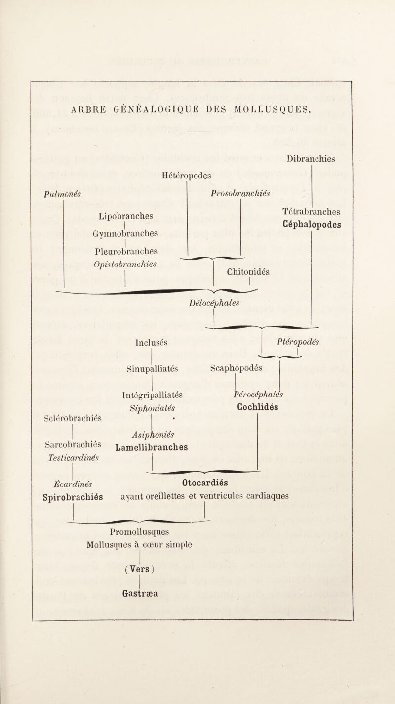 ARBRE GENEALOGIQUE DES MOLLUSQUES. Dibranchies Hétéropodes Pulmonés Lipobranches I Gymnobranches Pleurobranches OpistobrancJnes Prosobranchiés Tétrabranches Céphalopodes Chitonidés Délocéphales Sclérobrachiés Sarcobraehiés Testicardinés lnclusés Sinupalliatés IntégripaUiatés Siphoniatés Asiphoniés Lamellibranches Ptéropodés Scaphopodés P ér acéphales Cochlidés Écardinés Otocardiés Spirobrachiés ayant oreillettes et ventricules cardiaques Promollusques Mollusques à cœur simple (Vers Gas træa