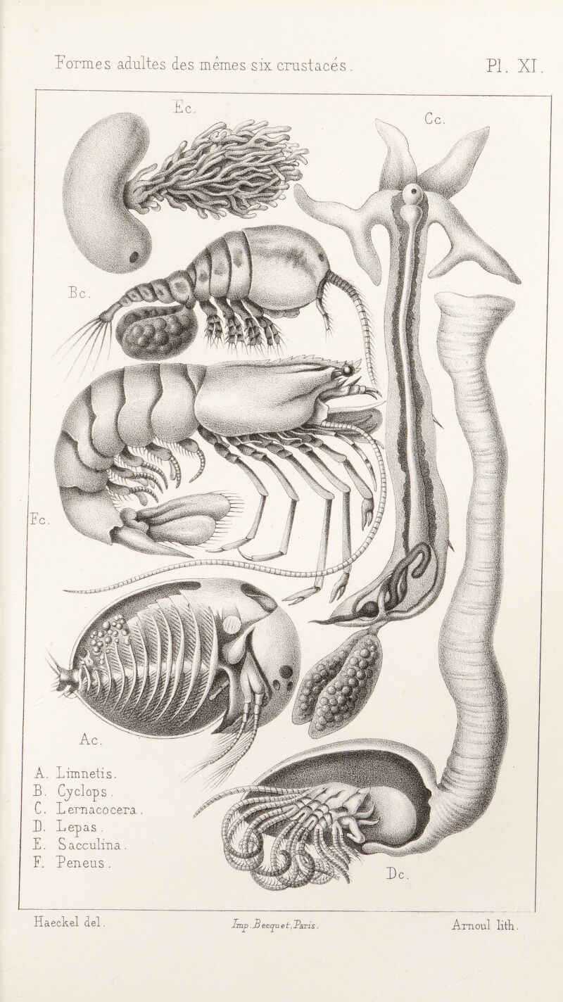 A. Limnetis. B. Cyclops . C. Lemacocera B. Lepas . E. Sacculma. F. Beneus . HaecEel del lmp. $ accpi e t, J?axis Am oui litll