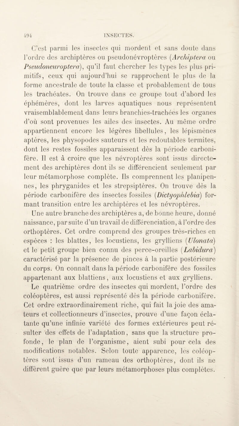 C’est parmi les insectes qui mordent et sans doute dans l’ordre des archiptères ou pseudonévroptères (Archiptera ou Pseudoneuroptera), qu’il faut chercher les types les plus pri¬ mitifs, ceux qui aujourd’hui se rapprochent le plus de la forme ancestrale de toute la classe et probablement de tous les trachéates. On trouve dans ce groupe tout d’abord les éphémères, dont les larves aquatiques nous représentent vraisemblablement dans leurs branchies-trachées les organes d’où sont provenues les ailes des insectes. Au même ordre appartiennent encore les légères libellules, les lépismènes aptères, les physopodes sauteurs et les redoutables termites, dont les restes fossiles apparaissent dès la période carboni¬ fère. Il est à croire que les névroptères sont issus directe¬ ment des archiptères dont ils se différencient seulement par leur métamorphose complète. Ils comprennent les planipen- nes, les phryganides et les strepsiptères. On trouve dès la période carbonifère des insectes fossiles (Dictyophlebia) for¬ mant transition entre les archiptères et les névroptères. Une autre branche des archiptères a, de bonne heure, donné naissance, par suite d’un travail de différenciation, à l’ordre des orthoptères. Cet ordre comprend des groupes très-riches en espèces : les blattes, les locustiens, les grylliens (Ulonata) et le petit groupe bien connu des perce-oreilles (Labidura) caractérisé par la présence de pinces à la partie postérieure du corps. On connaît dans la période carbonifère des fossiles appartenant aux blattiens, aux locustiens et aux grylliens. Le quatrième ordre des insectes qui mordent, l’ordre des coléoptères, est aussi représenté dès la période carbonifère. Cet ordre extraordinairement riche, qui fait la joie des ama¬ teurs et collectionneurs d’insectes, prouve d’une façon écla¬ tante qu’une infinie variété des formes extérieures peut ré¬ sulter des effets de l’adaptation, sans que la structure pro¬ fonde, le plan de l’organisme, aient subi pour cela des modifications notables. Selon toute apparence, les coléop¬ tères sont issus d’un rameau des orthoptères, dont ils ne diffèrent guère que par leurs métamorphoses plus complètes.