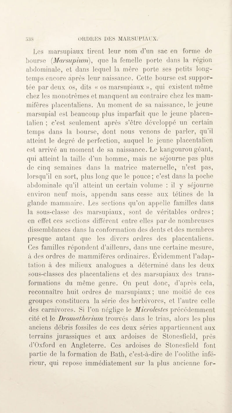 ORDRES DES MARSUPIAUX. ;i38 Les marsupiaux tirent leur nom d’un sac en forme de bourse (Marsupium), que la femelle porte dans la région abdominale, et dans lequel la mère porte ses petits long¬ temps encore après leur naissance. Cette bourse est suppor¬ tée par deux os, dits « os marsupiaux », qui existent même chez ]es monotrèmes et manquent au contraire chez les mam¬ mifères placentaliens. Au moment de sa naissance, le jeune marsupial est beaucoup plus imparfait que le jeune placen- talien ; c’est seulement après s’être développé un certain temps dans la bourse, dont nous venons de parler, qu’il atteint le degré de perfection, auquel le jeune placentalien est arrivé au moment de sa naissance.'Le kangourou géant, qui atteint la taille d’un homme, mais ne séjourne pas plus de cinq semaines dans la matrice maternelle, n’est pas, lorsqu’il en sort, plus long que le pouce ; c’est dans la poche abdominale qu’il atteint un certain volume : il y séjourne environ neuf mois, appendu sans cesse aux tétines de la glande mammaire. Les sections qu’on appelle familles dans la sous-classe des marsupiaux, sont de véritables ordres; en effet ces sections diffèrent entre elles par de nombreuses dissemblances dans la conformation des dents et des membres presque autant que les divers ordres des placentaliens. Ces familles répondent d’ailleurs, dans une certaine mesure, à des ordres de mammifères ordinaires. Évidemment l’adap¬ tation à des milieux analogues a déterminé dans les deux sous-classes des placentaliens et des marsupiaux des trans¬ formations du même genre. On peut donc, d’après cela, reconnaître huit ordres de marsupiaux ; une moitié de ces groupes constituera la série des herbivores, et l’autre celle des carnivores. Si l’on néglige le Microlestes précédemment cité et le Dromatherium trouvés dans le trias, alors les plus anciens débris fossiles de ces deux séries appartiennent aux terrains jurassiques et aux ardoises de Stonesfîeld, près d’Oxford en Angleterre. Ces ardoises de Stonesfîeld font partie de la formation de Bath, c’est-à-dire de l’oolithe infé¬ rieur, qui repose immédiatement sur la plus ancienne for-