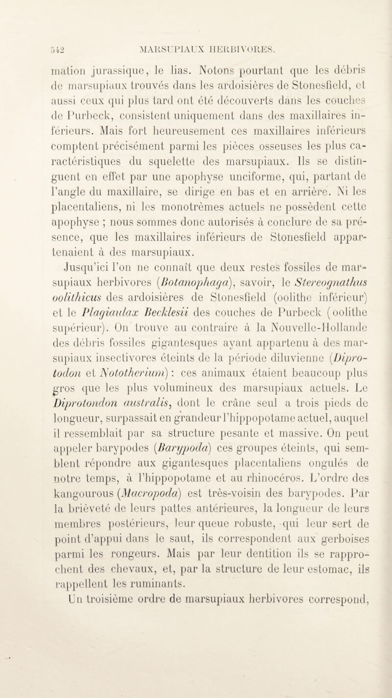 malion jurassique, le lias. Notons pourtant que les débris de marsupiaux trouvés dans les ardoisières de Stonesfield, et aussi ceux qui plus tard ont été découverts dans les couches de Purbeck, consistent uniquement dans des maxillaires in¬ férieurs. Mais fort heureusement ces maxillaires inférieurs comptent précisément parmi les pièces osseuses les plus ca¬ ractéristiques du squelette des marsupiaux. Ils se distin¬ guent en effet par une apophyse unciforme, qui, partant de l’angle du maxillaire, se dirige en bas et en arrière. Ni les placentaliens, ni les monotrèmes actuels ne possèdent cette apophyse ; nous sommes donc autorisés à conclure de sa pré¬ sence, que les maxillaires inférieurs de Stonesfield appar¬ tenaient à des marsupiaux. Jusqu’ici l’on ne connaît que deux restes fossiles de mar¬ supiaux herbivores (.Botanophaga), savoir, le Stereognathus oolithicus des ardoisières de Stonesfield (oolithe inférieur) et le Plagiaulax Becklesii des couches de Purbeck (oolithe supérieur). On trouve au contraire à la Nouvelle-Hollande des débris fossiles gigantesques ayant appartenu à des mar¬ supiaux insectivores éteints de la période diluvienne (.Dipro- todon et JSototherium) : ces animaux étaient beaucoup plus gros que les plus volumineux des marsupiaux actuels. Le Diprotondon australis, dont le crâne seul a trois pieds de longueur, surpassait en grandeur l’hippopotame actuel, auquel il ressemblait par sa structure pesante et massive. On peut appeler barypodes (Barypoda) ces groupes éteints, qui sem¬ blent répondre aux gigantesques placentaliens ongulés de notre temps, à l’hippopotame et au rhinocéros. L’ordre des kangourous (Macropodo) est très-voisin des barypodes. Par la brièveté de leurs pattes antérieures, la longueur de leurs membres postérieurs, leur queue robuste, qui leur sert de point d’appui dans le saut, ils correspondent aux gerboises parmi les rongeurs. Mais par leur dentition ils se rappro¬ chent des chevaux, et, par la structure de leur estomac, ils rappellent les ruminants. Un troisième ordre de marsupiaux herbivores correspond,