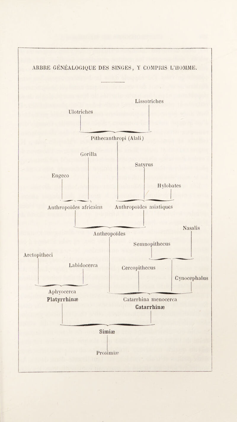 ARBRE GÉNÉALOGIQUE DES SINGES, Y COMPRIS L’ilOMME. Lissotriches Ulotriches Pithecanthropi (Mali) Gorilla Engeco Satyrus Hylobates Anthropoïdes africains Anthropoïdes asiatiques Nasalis Anthropoïdes Arctopitheci Labidocerca Aphyocerca Platyrrhinæ Semnopithecus Cercopithecus Cynocephalus Catarrhina menocerca Catarrhinæ Simiæ Prosimiæ