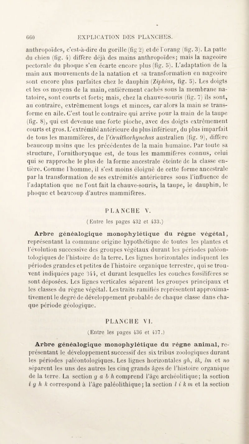 anthropoïdes, c’est-à-dire du gorille (fig 2) et de l'orang (lig. 3). La patte du chien (fig. 4) diffère déjà des mains anthropoïdes; mais la nageoire pectorale du phoque s’en écarte encore plus (fig. 5). L’adaptation de la main aux mouvements de la natation et sa transformation en nageoire sont encore plus parfaites chez le dauphin (Ziphius, fig. 5). Les doigts et les os movens de la main, entièrement cachés sous la membrane na- tatoire, sont courts et forts; mais, chez la chauve-souris (fig. 7) ils sont, au contraire, extrêmement longs et minces, car alors la main se trans¬ forme en aile. C’est tout le contraire qui arrive pour la main de la taupe (fig. 8), qui est devenue une forte pioche, avec des doigts extrêmement courts et gros. L’extrémité antérieure du plus inférieur, du plus imparfait de tous les mammifères, de YOrnithorhynchus australien (fig. 9), diffère beaucoup moins que les précédentes de la main humaine. Par toute sa structure, l’ornithorynque est, de tous les mammifères connus, celui qui se rapproche le plus de la forme ancestrale éteinte de la classe en¬ tière. Comme l'homme, il s’est moins éloigné de cette forme ancestrale parla transformation de ses extrémités antérieures sous l’influence de l’adaptation que ne l’ont fait la chauve-souris, la taupe, ie dauphin, le phoque et beaucoup d’autres mammifères. PLANCHE Y. (Entre les pages 432 et 433.) Arbre généalogique monophylétique du régne végétal, représentant la commune origine hypothétique de toutes les plantes et l’évolution successive des groupes végétaux durant les périodes paléon- tologiques de l’histoire de la terre. Les lignes horizontales indiquent les périodes grandes et petites de l’histoire organique terrestre, qui se trou¬ vent indiquées page 344, et durant lesquelles les couches fossilifères se sont déposées. Les lignes verticales séparent les groupes principaux et les classes du règne végétal. Les traits ramifiés représentent approxima¬ tivement le degré de développement probable de chaque classe dans cha¬ que période géologique. PLANCHE VI. (Entre les pages 436 et 437.) Arbre généalogique monophylétique du règne animal, re¬ présentant le développement successif des six tribus zoologiques durant les périodes paléontologiques. Les lignes horizontales gh, ih, hn et no séparent les uns des autres les cinq grands âges de l’histoire organique de la terre, La section g a b h comprend l’âge archéolitique; la section i g h k correspond à l’âge paléolithique; la section l i km et la section