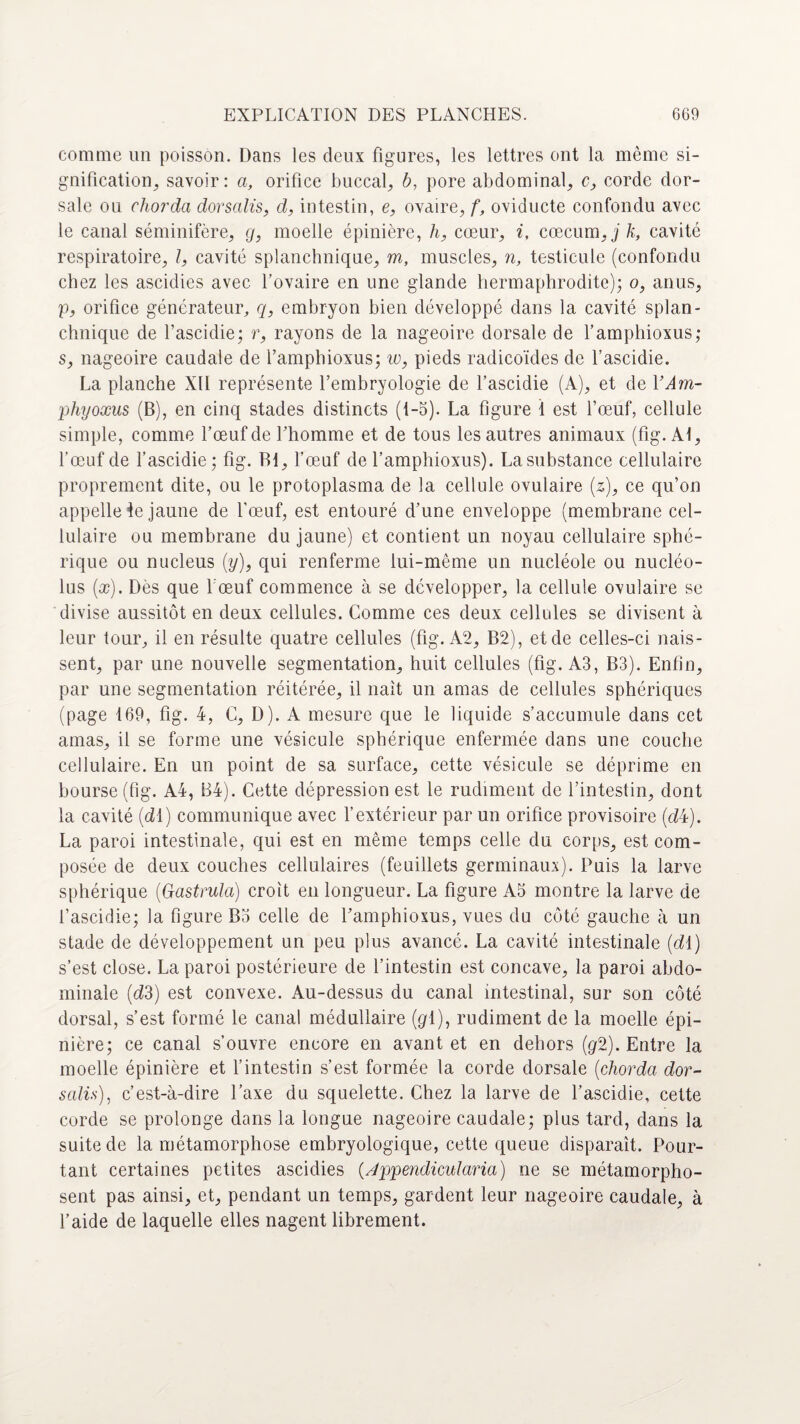 comme un poisson. Dans les deux figures, les lettres ont la même si¬ gnification, savoir: a, orifice buccal, b, pore abdominal, c, corde dor¬ sale ou chorda dorsalis, d, intestin, e, ovaire, f, oviducte confondu avec le canal séminifère, g, moelle épinière, h, cœur, i, cæcum, j k, cavité respiratoire, I, cavité splanchnique, m, muscles, n, testicule (confondu chez les ascidies avec l’ovaire en une glande hermaphrodite); o, anus, p, orifice générateur, q, embryon bien développé dans la cavité splan¬ chnique de l’ascidie; r, rayons de la nageoire dorsale de l’amphioxus; s, nageoire caudale de l’amphioxus; w, pieds radicoïdes de l’ascidie. La planche XII représente l’embryologie de l’ascidie (A), et de 1 ’Am- phyoxus (B), en cinq stades distincts (t-5). La figure 1 est l’œuf, cellule simple, comme l’œuf de l’homme et de tous les autres animaux (fig. Al, l’œuf de l’ascidie; fig. Bl, l’œuf de l’amphioxus). La substance cellulaire proprement dite, ou le protoplasma de la cellule ovulaire (z), ce qu’on appelle te jaune de l'œuf, est entouré d’une enveloppe (membrane cel¬ lulaire ou membrane du jaune) et contient un noyau cellulaire sphé¬ rique ou nucléus (y), qui renferme lui-même un nucléole ou nucléo- lus (x). Dès que 1 œuf commence à se développer, la cellule ovulaire se divise aussitôt en deux cellules. Comme ces deux cellules se divisent à leur four, il en résulte quatre cellules (fig. A2, B2), et de celles-ci nais¬ sent, par une nouvelle segmentation, huit cellules (fig. A3, B3). Enfin, par une segmentation réitérée, il liait un amas de cellules sphériques (page 169, fig. 4, C, D). A mesure que le liquide s’accumule dans cet amas, il se forme une vésicule sphérique enfermée dans une couche cellulaire. En un point de sa surface, cette vésicule se déprime en bourse (fig. A4, B4). Cette dépression est le rudiment de l’intestin, dont la cavité (dl) communique avec l’extérieur par un orifice provisoire (d4). La paroi intestinale, qui est en même temps celle du corps, est com¬ posée de deux couches cellulaires (feuillets germinaux). Puis la larve sphérique (Gastrula) croit en longueur. La figure A5 montre la larve de l’ascidie; la figure B5 celle de l’amphioxus, vues du côté gauche à un stade de développement un peu plus avancé. La cavité intestinale (dl) s’est close. La paroi postérieure de l’intestin est concave, la paroi abdo¬ minale (d3) est convexe. Au-dessus du canal intestinal, sur son côté dorsal, s’est formé le canal médullaire [g 1), rudiment de la moelle épi¬ nière; ce canal s’ouvre encore en avant et en dehors (g2). Entre la moelle épinière et l’intestin s’est formée la corde dorsale (chorda dor¬ salis), c’est-à-dire l’axe du squelette. Chez la larve de l’ascidie, cette corde se prolonge dans la longue nageoire caudale; plus tard, dans la suite de la métamorphose embryologique, cette queue disparaît. Pour¬ tant certaines petites ascidies (Appendicularia) ne se métamorpho¬ sent pas ainsi, et, pendant un temps, gardent leur nageoire caudale, à l’aide de laquelle elles nagent librement.