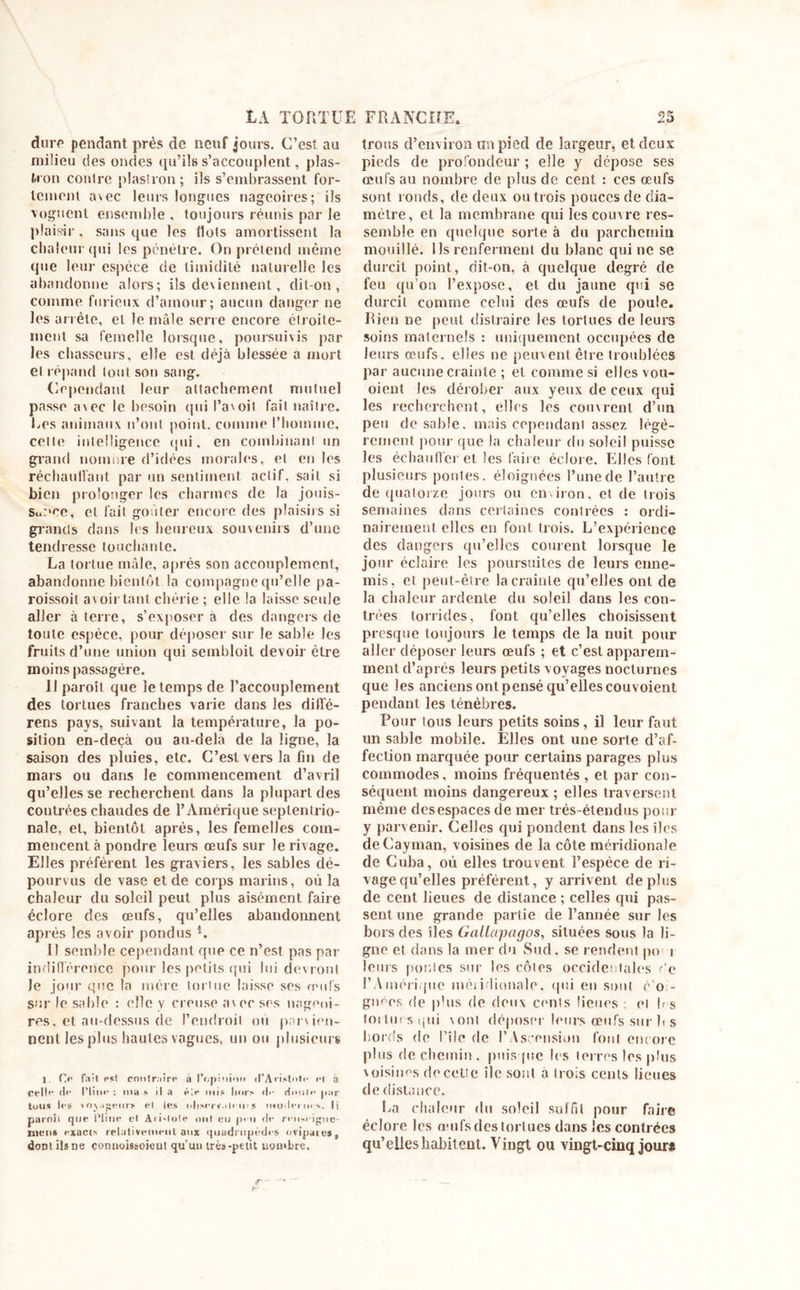 dure pendant près de neuf jours. C’est au milieu des ondes qu’ils s’accouplent, plas- tron conlre plastron ; ils s’embrassent for- tement avec leurs longues nageoires; ils voguent ensemble , toujours réunis par le plaisir, sans que les (lots amortissent la chaleur &lt;pii les pénètre. On prétend même que leur espèce de timidité naturelle les abandonne alors; ils deviennent, dit-on, comme furieux d’amour; aucun danger ne les arrête, et le mâle serre encore étroite- ment sa femelle lorsque, poursuivis par les chasseurs, elle est déjà blessée a mort el répand tout son sang. Cependant leur attachement mutuel passe avec le besoin qui l’avoit fait naître. Les animaux n’ont point, comme l’homme, celle intelligence qui, en combinant un grand nomme d’idées morales, et en les réchauffant par un sentiment actif, sait si bien prolonger les charmes de la jouis- Sunce, et fait goûter encore des plaisirs si giands dans les heureux souvenirs d’une tendresse touchante. La tortue mâle, après son accouplement, abandonne bientôt la compagne qu’elle pa- roissoit avoir tant chérie ; elle la laisse seule aller à terre, s’exposera des dangers de toute espèce, pour déposer sur le sable les fruits d’une union qui sembloit devoir être moins passagère. Il paroît que le temps de l’accouplement des tortues franches varie dans les ditfé- rens pays, suivant la température, la po- sition en-deçà ou au-delà de la ligne, la saison des pluies, etc. C’est vers la fin de mars ou dans le commencement d’avril qu’elles se recherchent dans la plupart des contrées chaudes de l’Amérique septentrio- nale, et, bientôt après, les femelles com- mencent à pondre leurs œufs sur le rivage. Elles préfèrent les graviers, les sables dé- pourvus de vase et de corps marins, où la chaleur du soleil peut plus aisément faire éclore des œufs, qu’elles abandonnent après les avoir pondus *. Il semble cependant que ce n’est pas par indifférence pour les petits qui lui devront le jour que la mère tortue laisse ses œufs sur le sable : elle y creuse avec ses nageoi- res, et au-dessus de l’endroit ou parvien- nent les plus hautes vagues, un ou plusieurs J. O fait est contraire à l’opinion il’Aristolo &lt;•( à cell'- fli- Ptiiu* : ma » Il a é&gt; mis hors cl&lt;- dmili- par tous li s ' oyipeurs el les hIjm'i imIi io s imoiIi-i ih s. |j paroîl que Pline el Aii-lote oui eu peu de renseigiie- inens exacts relativement aux quadrupèdes ovipares, dont ils ne connoissoient qu’un très-petit nombre. trous d’environ an pied de largeur, et deux pieds de profondeur ; elle y dépose ses œufs au nombre de plus de cent : ces œufs sont ronds, de deux ou trois pouces de dia- mètre, et la membrane qui les couvre res- semble en quelque sorte à du parchemin mouillé. Ils renferment du blanc qui ne se durcit point, dit-on, à quelque degré de feu qu’on l’expose, et du jaune qui se durcit comme celui des œufs de poule. Rien ne peut distraire les tortues de leurs soins maternels : uniquement occupées de leurs œufs, elles ne peuvent être troublées par aucune crainte ; et comme si elles vou- oient les dérober aux yeux de ceux qui les recherchent, elles les couvrent d’un peu de sable, mais cependant assez légè- rement pour que la chaleur du soleil puisse les échauffer et les faire éclore. Elles font plusieurs pontes, éloignées l’une de l’autre de quatorze jours ou environ, et de trois semaines dans certaines contrées : ordi- nairement elles en font trois. L’expérience des dangers qu’elles courent lorsque le jour éclaire les poursuites de leurs enne- mis, et peut-être la crainte qu’elles ont de la chaleur ardente du soleil dans les con- trées torrides, font qu’elles choisissent presque toujours le temps de la nuit pour aller déposer leurs œufs ; et c’est apparem- ment d’après leurs petits voyages nocturnes que les anciens ont pensé qu’elles couvoient pendant les ténèbres. Pour tous leurs petits soins, il leur faut un sable mobile. Elles ont une sorte d’af- fection marquée pour certains parages plus commodes, moins fréquentés , et par con- séquent moins dangereux ; elles traversent même desespaces de mer très-étendus pour y parvenir. Celles qui pondent dans les îles deCayman, voisines de la côte méridionale de Cuba, où elles trouvent l’espèce de ri- vage qu’elles préfèrent, y arrivent déplus de cent lieues de distance; celles qui pas- sent une grande partie de l’année sur les hors des îles Gallapagos, situées sous la li- gne et dans la mer du Sud. se rendent pu i leurs poules sur les côtes occidentales f’e PAméri pic inéiidionale, qui en sont é o - gneos de phis de deux cents lieues : el l- s loitufsqui vont déposer leurs œufs sur h s bords de Pile de l’Ascension foui encore plus de chemin, puisque les terres les plus voisines decetle île sont à trois cents lieues de distance. La chaleur du soleil suffit pour faire éclore les œufs des tortues dans les contrées qu’elles habitent. Vingt ou vingt-cinq jour*