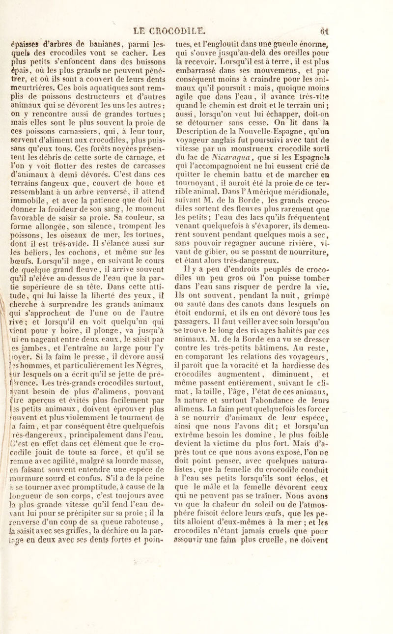 I épaisses d’arbres de banianes, parmi les- quels des crocodiles vont se cacher. Les plus petits s’enfoncent dans des buissons épais, où les plus grands ne peuvent péné- trer, et où ils sont à couvert de leurs dents meurtrières. Ces bois aquatiques sont rem- plis de poissons destructeurs et d’autres animaux qui se dévorent les uns les autres : on y rencontre aussi de grandes tortues ; mais elles sont le plus souvent la proie de ces poissons carnassiers, qui, à leur tour, servent d’aliment aux crocodiles, plus puis- sans qu’eux tous. Ces forêts noyées présen- tent les débris de cette sorte de carnage, et l’on y voit flotter des restes de carcasses d’animaux à demi dévorés. C’est dans ces terrains fangeux que, couvert de boue et ressemblant à un arbre renversé, il attend immobile, et avec la patience que doit lui donner la froideur de son sang, le moment favorable de saisir sa proie. Sa couleur, sa forme allongée, son silence, trompent les poissons, les oiseaux de mer, les tortues, dont il est trés-avide. Il s’élance aussi sur les béliers, les cochons, et même sur les bœufs. Lorsqu’il nage, en suivant le cours de quelque grand fleuve, il arrive souvent qu’il n’éléve au-dessus de l’eau que la par- tie supérieure de sa tête. Dans cette atti- tude, qui lui laisse la liberté des yeux, il cherche à surprendre les grands animaux qui s’approchent de l’une ou de l’autre rive ; et lorsqu’il en voit quelqu’un qui vient pour y boire, il plonge, va jusqu’à ui en nageant entre deux eaux, le saisit par es jambes, et l’entraîne au large pour l’y ! loyer. Si la faim le presse, il dévore aussi î es hommes, et particulièrement les Nègres, sur lesquels on a écrit qu’il se jette de pré- férence. Les très-grands crocodiles surtout, avant besoin de plus d’alimens, pouvant (ftre aperçus et évités plus facilement par les petits animaux, doivent éprouver plus •ornent et plus violemment le tourment de a faim, et par conséquent être quelquefois rés-dangereux, principalement dans l’eau. C’est en effet dans cet élément que le cro- codile jouit de toute sa force, et qu’il se remue avec agilité, malgré sa lourde masse, en faisant souvent enlendre une espèce de murmure sourd et confus. S’il a de la peine à se tourner avec promptitude, à cause de la longueur de son corps, c’est toujours avec la plus grande vitesse qu’il fend l’eau de- vant lui pour se précipiter sur sa proie ; il la renverse d’un coup de sa queue raboteuse , la saisit avec ses griffes, la déchire ou la par- iage en deux avec ses dent? fortes et poin- tues, et l’engloutit dans une gueule énorme, qui s’ouvre jusqu’au-delà des oreilles pour la recevoir. Lorsqu’il est à terre, il est plus embarrassé dans ses mouvemens, et par conséquent moins à craindre pour les ani- maux qu’il poursuit : mais, quoique moins agile que dans l’eau, il avance très-vite quand le chemin est droit et le terrain uni ; aussi, lorsqu’on veut lui échapper, doit-on se détourner sans cesse. On lit dans la Description de la Nouvelle-Espagne, qu’un voyageur anglais fut poursuivi avec tant de vitesse par un monstrueux crocodile sorti du lac de Nicaragua, que si les Espagnol» qui l’accompagnoient ne lui eussent crié de quitter le chemin battu et de marcher en tournoyant, il auroit été la proie de ce ter- rible animal. Dans l’Amérique méridionale, suivant M. de la Borde, les grands croco- diles sortent des fleuves plus rarement que les petits; l’eau des lacs qu’ils fréquentent venant quelquefois à s’évaporer, ils demeu- rent souvent pendant quelques mois a sec, sans pouvoir regagner aucune rivière, vi- vant de gibier, ou se passant de nourriture, et étant alors très-dangereux. Il y a peu d’endroits peuplés de croco- diles un peu gros où l’on puisse tomber dans l’eau sans risquer de perdre la vie. Ils ont souvent, pendant la nuit, grimpé ou sauté dans des canots dans lesquels on étoit endormi, et ils en ont dévoré tous les passagers. Il faut veiller avec soin lorsqu’on 'se trouve le long des ri\ âges habités par ces animaux. M. de la Borde en a vu se drosser contre les très-petits bâtimens. Au reste, en comparant les relations des voyageurs, il paroît que la voracité et la hardiesse des crocodiles augmentent, diminuent, et même passent entièrement, suivant le cli- mat, la taille, l’âge, l’état de ces animaux, la nature et surtout l’abondance de leurs alimens. La faim peut quelquefois les forcer à se nourrir d’animaux de leur espèce, ainsi que nous l’avons dit ; et lorsqu’un extrême besoin les domine , le plus foible devient la victime du plus fort. Mais d’a- prés tout ce que nous avons exposé, l’on ne doit point penser, avec quelques natura- listes, que la femelle du crocodile conduit à l’eau ses petits lorsqu’ils sont éclos, et que le mâle et la femelle dévorent ceux qui ne peuvent pas se traîner. Noos avons vu que la chaleur du soleil ou de l’atmos- phère faisoit éclore leurs œufs, que les pe- tits aboient d’eux-mêmes à la mer ; et les crocodiles n’étant jamais cruels que pour assouvir une faim plus cruelle, ne doivent
