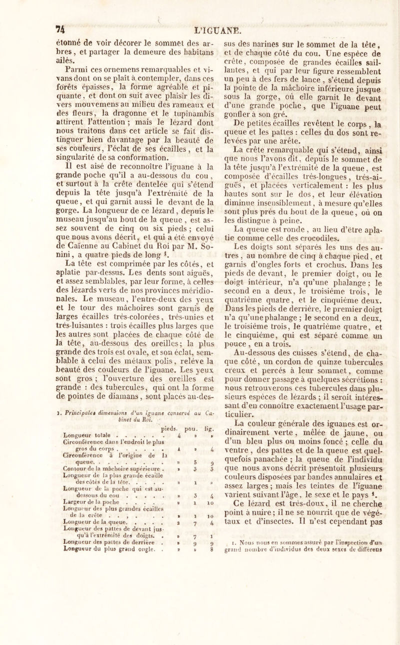 étonné de voir décorer le sommet des ar- bres , et partager la demeure des habitans ailés. Parmi ces orncmens remarquables et vi- vans dont on se plaît à contempler, dans ces forêts épaisses, la forme agréable et pi- quante , et dont on suit avec plaisir les di- vers mouvemensau milieu des rameaux et des fleurs, la dragonne et le tupinambis attirent l’attention ; mais le lézard dont nous traitons dans cet article se fait dis- tinguer bien davantage par la beauté de ses couleurs, l’éclat de ses écailles , et la singularité de sa conformation. Il est aisé de reconnoître l’iguane à la grande poche qu’il a au-dessous du cou , et surtout à la crête dentelée qui s’étend depuis la tête jusqu’à l’extrémité de la queue, et qui garnit aussi le devant de la gorge. La longueur de ce lézard, depuis le museau jusqu’au bout de la queue , est as- sez souvent de cinq ou six pieds ; celui que nous avons décrit, et qui a été envoyé de Caïenne au Cabinet du Roi par M. So- nini, a quatre pieds de long 4. La tête est comprimée par les côtés, et aplatie par-dessus. Les dents sont aiguës, et assez semblables, par leur forme, à celles des lézards verts de nos provinces méridio- nales. Le museau, l’entre-deux des yeux et le tour des mâchoires sont garnis de larges écailles très-colorées, très-unies et très-luisantes : trois écailles plus larges que les autres sont placées de chaque côté de la tête, au-dessous des oreilles; la plus grande des trois est ovale, et son éclat, sem- blable à celui des métaux polis, relève la beauté des couleurs de l’iguane. Les yeux sont gros ; l’ouverture des oreilles est grande : des tubexxules, qui ont la forme de pointes de diamans, sont placés au-des- î. Principale» dimensions d’un iguane conservé au bincl du Moi. pieds, pou. Longueur totale 4 » Circonférence dans l’endroit le plus gros du corps i 0 Circonférence à l’origine de la queue. » 5 Contour de la mâchoire supérieure . s 5 Longueur de la plus grande écaille des côtés delà tête » 1 Longueur de la poche qui est au- dessous du cou » 5 Largeur de la poche .... » 1 Longueur des plus grandes écailles de la crête . . , . . . s 1 Longueur de la queue a 7 Longueur des pattes de devant jus- qu’à l’extrémité des doigts. . » 7 Longueur des pattes de derrière . b 9 Longueur du plus grand ongle. . s s Ca- l’fi- 4 10 10 4 sus des narines sur le sommet de la tête, et de chaque côté du cou. Une espèce de crête, composée de grandes écailles sail- lantes, et qui par leur figure ressemblent un peu à des fers de lance , s’étend depuis la pointe de la mâchoire inférieure jusque sous la gorge, où elle garnit le devant d’une grande poche, que l’iguane peut gonfler à son gré. De petites écailles revêtent le corps , la queue et les pattes : celles du dos sont re- levées par une arête. La crête remarquable qui s’étend, ainsi que nous l’avons dit, depuis le sommet de la tête jusqu’à l’extrémité de la queue, est composée d’écailles très-longues, très-ai- guës, et placées verticalement : les plus hautes sont sur le dos, et leur élévation diminue insensiblement, à mesure qu’elles sont plus près du bout de la queue, où on les distingue à peine. La queue est ronde , au lieu d’étre apla- tie comme celle des crocodiles. Les doigts sont séparés les uns des au- tres , au nombre de cinq à chaque pied, et garnis d’ongles forts et crochus. Dans les pieds de devant, le premier doigt, ou le doigt intérieur, n’a qu’une phalange ; le second en a deux, le troisième trois, le quatrième quatre, et le cinquième deux. Dans les pieds de derrière, le premier doigt n’a qu’une phalange ; le second en a deux, le troisième trois, le quatrième quatre, et le cinquième, qui est séparé comme un pouce , en a trois. Au-dessous des cuisses s’étend, de cha- que côté, un cordon de quinze tubercules creux et percés à leur sommet, comme pour donner passage à quelques sécrétions : nous retrouverons ces tubercules dans plu- sieurs espèces de lézards ; il seroit intéres- sant d’en connoître exactement l’usage par- ticulier. La couleur générale des iguanes est or- dinairement verte, mêlée de jaune, ou d’un bleu plus ou moins foncé ; celle du ventre , des pattes et de la queue est quel- quefois panachée ; la queue de l’individu que nous avons décrit présentoit plusieurs couleurs disposées par bandes annulaires et assez larges ; mais les teintes de l’iguane varient suivant l’âge, le sexe et le pays *. Ce lézard est très-doux, il ne cherche point à nuire ; il ne se nourrit que de végé- taux et d’insectes. Il n’est cependant pas i. Nous nous en sommes assuré par l'inspection d’un grand nombre d’individus des deux sexes de diffëreus