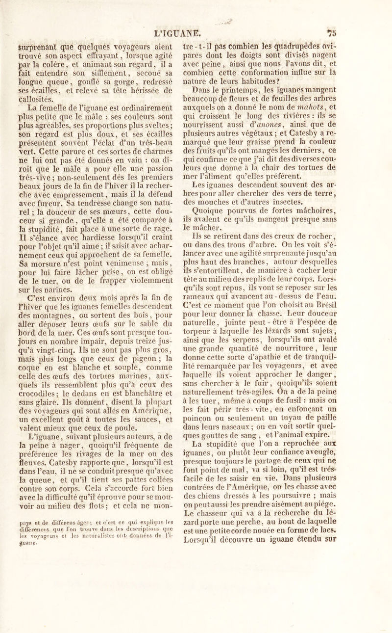 surprenant que quelques voyageurs aient trouvé son aspect effrayant, lorsque agité par la colère, et animant son regard, il a fait entendre son sifflement, secoué sa longue queue, gonflé sa gorge, redressé ses écailles, et relevé sa tête hérissée de callosités. La femelle de l’iguane est ordinairement plus petite que le mâle : ses couleurs sont plus agréables, ses proportions plus sveltes ; son regard est plus doux, et ses écailles présentent souvent l’éclat d’un très-beau vert. Cette parure et ces sortes de charmes ne lui ont pas été donnés en vain : on di- roit que le mâle a pour elle une passion très-vive ; non-seulement dès les premiers beaux jours de la fin de l’hiver il la recher- che avec empressement, mais il la défend avec fureur. Sa tendresse change son natu- rel ; la douceur de ses mœurs, cette dou- ceur si grande , qu’elle a été comparée à la stupidité, fait place à une sorte de rage. Il s’élance avec hardiesse lorsqu’il craint pour l’objet qu’il aime ; il saisit avec achar- nement ceux qui approchent de sa femelle. Sa morsure n’est point venimeuse ; mais, pour lui faire lâcher prise, on est obligé de le tuer, ou de le frapper violemment sur les narines. C’est environ deux mois après la fin de l’hiver que les iguanes femelles descendent des montagnes, ou sortent des bois, pour aller déposer leurs œufs sur le sable du bord de la mer. Ces œufs sont presque tou- jours en nombre impair, depuis treize jus- qu’à vingt-cinq. Us ne sont pas plus gros, mais plus longs que ceux de pigeon ; la coque en est blanche et souple, comme celle des œufs des tortues marines, aux- quels ils ressemblent plus qu’à ceux des crocodiles ; le dedans en est blanchâtre et sans glaire. Ils donnent, disent la plupart des voyageurs qui sont allés en Amérique, un excellent goût à toutes les sauces, et valent mieux que ceux de poule. L’iguane, suivant plusieurs auteurs, a de la peine à nager, quoiqu’il fréquente de préférence les rivages de la mer ou des fleuves. Catesby rapporte que, lorsqu’il est dans l’eau, il ne se conduit presque qu’avec la queue, et qu’il tient ses pattes collées contre son corps. Cela s’accorde fort bien avec la difficulté qu’il éprouve pour se mou- voir au milieu des flots; et cela ne mon- pays et de dilférens âges ; et c’est ce qui explique les différences que l’on trouve dans les descriptions que les voyageurs et les naturalistes ont données de l’i- guane. tre-t-il pas combien les quadrupèdes ovi- pares dont les doigts sont divisés nagent avec peine, ainsi que nous l’avons dit, et combien cette conformation influe sur la nature de leurs habitudes? Dans le printemps, les iguanes mangent beaucoup de fleurs et de feuilles des arbres auxquels on a donné le nom de mahots, et qui croissent le long des rivières : ils se nourrissent aussi d’anones, ainsi que de plusieurs autres végétaux ; et Catesby a re- marqué que leur graisse prend la couleur des fruits qu’ils ont mangés les derniers, ce qui confirme ce que j’ai dit des diverses cou- leurs que donne à la chair des tortues de mer l’aliment qu’elles préfèrent. Les iguanes descendent souvent des ar- bres pour aller chercher des vers de terre, des mouches et d’autres insectes. Quoique pourvus de fortes mâchoires, ils avalent ce qu’ils mangent presque sans le mâcher. Ils se retirent dans des creux de rocher, ou dans des trous d’arbre. On les voit s’é- lancer avec une agilité surprenante jusqu’au plus haut des branches, autour desquelles ils s’entortillent, de manière à cacher leur tête au milieu des replis de leur corps. Lors- qu’ils sont repus, ils vont se reposer sur les rameaux qui avancent au-dessus de l’eau. C’est ce moment que l’on choisit au Brésil pour leur donner la chasse. Leur douceur naturelle, jointe peut-être à l’espèce de torpeur à laquelle les lézards sont sujets , ainsique les serpens, lorsqu’ils ont avalé une grande quantité de nourriture, leur donne cette sorte d’apathie et de tranquil- lité remarquée par les voyageurs, et avec laquelle ils voient approcher le danger, sans chercher à le fuir, quoiqu’ils soient naturellement très-agiles. On a de la peine à les tuer, même â coups de fusil : mais on les fait périr très - vite, en enfonçant un poinçon ou seulement un tuyau de paille dans leurs naseaux ; on en voit sortir quel- ques gouttes de sang , et l’animal expire. La stupidité que l’on a reprochée aux iguanes, ou plutôt leur confiance aveugle, presque toujours le partage de ceux qui ne font point de mal, va si loin, qu’il est très- facile de les saisir en vie. Dans plusieurs contrées de l’Amérique, on les ehasse avec des chiens dressés à les poursuivre ; mais on peut aussi les prendre aisément au piège. Le chasseur qui va à la recherche du lé- zard porte une perche, au bout de laquelle est une petite corde nouée en forme de lacs. Lorsqu’il découvre un iguane étendu sur