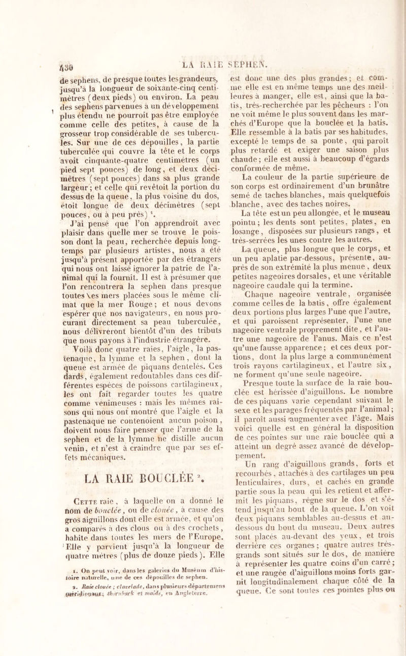 LA AIE EPMfiN, de sephens, de pr esque toutes les grandeurs, jusqu'à la longueur de soixante-cinq centi- mètres (deux pieds) ou environ. La peau des sephens parvenues a un développement plus étendu ne pourroit pas être employée comme celle des petites, à cause de la grosseur trop considérable de ses tubercu- les. Sur une de ces dépouilles, la partie tuberculée qui couvre la tête et le corps avoit cinquante-quatre centimètres (un pied sept pouces) de long, et deux déci- mètres (sept pouces) dans sa plus grande largeur; et celle qui revêtoit la portion du dessus de la queue, la plus voisine du dos, étoit longue de deux décimètres (sept pouces, ou à peu près) \ J’ai pensé que l’on apprendroit avec plaisir dans quelle mer se trouve le pois- son dont la peau, recherchée depuis long- temps par plusieurs artistes, nous a été jusqu’à présent apportée par des étrangers qui nous ont laissé ignorer la patrie de l’a- nimal qui la fournit. Il est à présumer que l’on rencontrera la sephen dans presque toutes Ves mers placées sous le même cli- mat que la mer Rouge; et nous devons espérer que nos navigateurs, en nous pro- curant directement sa peau tuberculée, nous délivreront bientôt d’un des tributs que nous payons à l’industrie étrangère. Voilà donc quatre raies, l’aigle, la pas- tenaquc, la lymme et la sephen, dont la queue est armée de piquans dentelés. Ces dards, également redoutables dans ces dif- férentes espèces de poissons cartilagineux, les ont fait regarder toutes les quatre comme venimeuses : mais les mêmes rai- sons qui nous ont montré que l’aigle et la pastenaque ne contenoient aucun poison , doivent nous faire penser que l’arme de la sephen et de la lymme ne distille aucun venin, et n’est à craindre que par ses el- fets mécaniques. LA RAIE BOUCLÉE *. Cette raie, à laquelle on a donné le nom de bouclée, ou de clouée, à cause des gros aiguillons dont elle est armée, et qu’on a comparés à des clous ou a des crochets, habite dans toutes les mers de l’Europe. !Elle y parvient jusqu’à la longueur de quatre mètres (plus de douze pieds). Elle i. On peut voir, dans les galeries du Muséum d’his- loire naturelle, une de ces dépouilles de sephen. s. Raie clouée ; clavelade, dans plusieurs départemens fUéCHÉouwufikurnf’ack maîds, en Angleterre, est donc une des plus grandes; et com- me elle est en même temps une des rneiî i lettres à manger, elle est, ainsi que la bâ- tis, très-recherchée par les pêcheurs : l’on ne voit même le plus souvent dans les mar- chés d’Europe que la bouclée et la bâtis. Elle ressemble à la bâtis par ses habitudes, excepté le temps de sa ponte, qui paroît plus retardé et exiger une saison plus chaude ; elle est aussi à beaucoup d’égards conformée de même. La couleur de la partie supérieure de son corps est ordinairement d’un brunâtre semé de taches blanches, mais quelquefois blanche, avec des taches noires. La tête est un peu allongée, et le museau pointu ; les dents sont petites. plates, en losange, disposées sur plusieurs rangs, et très-serrées les unes contre les autres. La queue, plus longue que le corps, et un peu aplatie par-dessous, présente, au- près de son extrémité la plus menue , deux petites nageoires dorsales, et une véritable nageoire caudale qui la termine. Chaque nageoire ventrale, organisée comme celles de la bâtis, offre également deux portions plus larges l’une que l’autre, et qui paroissent représenter, l’une une nageoire ventrale proprement dite, et l’au- tre une nageoire de l’anus. Mais ce n’est qu’une fausse apparence ; et ces deux por- tions, dont la plus large a communément trois rayons cartilagineux, et l’autre six , ne forment qu’une seule nageoire. Presque toute la surface de la raie bou- clée est hérissée d’aiguillons. Le nombre de ces piquans varie cependant suivant le sexe et les parages fréquentés par l’animal ; il paroît aussi -augmenter avec l’âge. Mais voici quelle est en général la disposition de ces pointes sur une raie bouclée qui a atteint un degré assez avancé de dévelop- pement. Un rang d’aiguillons grands, forts et recourbés, attachés à des cartilages un peu lenticulaires, durs, et cachés en grande partie sons la peau qui les retient et affer- mit les piquans, règne sur le dos et s’é- tend jusqu’au bout de la queue. L’on voit deux piquans semblables au-dessus et au- dessous du bout du museau. Deux autres sont placés au-devant des yeux, et trois derrière ces organes ; quatre autres très- grands sont situés sur le dos, de manière à représenter les quatre coins d’un carré ; et une rangée d’aiguillons moins forts gar- nit longitudinalement chaque coté de la queue. Ce sont tonies ces pointes plus ou