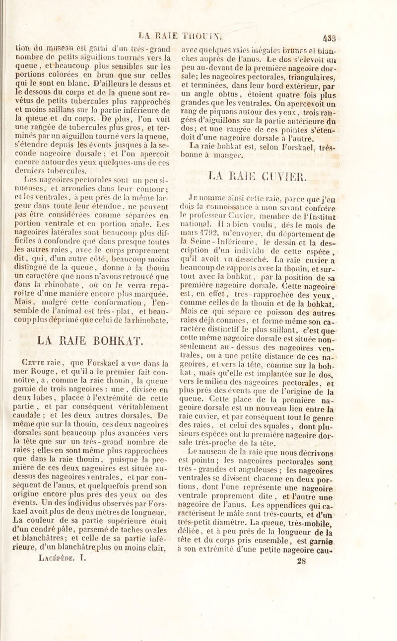 iion du museau est garni d’un très-grand nombre de petits aiguillons tournés vers la queue , et beaucoup plus sensibles sur les portions colorées en brun que sur celles qui le sont en blanc. D’ailleurs le dessus et le dessous du corps et de la queue sont re- vêtus de petits tubercules plus rapprochés et moins saillans sur la partie inférieure de la queue et du corps. De plus, l’on voit une rangée de tubercules plus gros, et ter- minés par un aiguillon tourné vers la queue, s’étendre depuis les évents jusques à la se- conde nageoire dorsale ; et l’on aperçoit encore autourdes yeux quelques-uns de ces derniers tubercules. Les nageoires pectorales sont un peu si- nueuses, et arrondies dans leur contour; et les ventrales, à peu près de la même lar- geur dans toute leur étendue, ne peuvent pas être considérées comme séparées en portion ventrale et en portion anale. Les nageoires latérales sont beaucoup plus dif- ficiles à confondre que dans presque toutes les autres raies, avec le corps proprement dit, qui, d’un autre coté, beaucoup moins distingué de la queue, donne a la lliouin un caractère que nous n’avons retrouvé que dans la rhinobate , où on le verra repa- roître d’une manière encore plus marquée. Mais, malgré cette conformation , l’en- semble de l’animal est très-plat, et beau- coup plus déprimé que celui cîe la rhinobate. LA RAIE BOHKAT. Cette raie, que Forskaei a vue dans la mer Rouge, et qu’il a le premier fait con- noître, a, comme la raie thouin, la queue garnie de trois nageoires : une , divisée en deux lobes, placée à l’extrémité de cette partie , et par conséquent véritablement caudale ; et les deux autres dorsales. De même que sur la thouin, ces deux nageoires dorsales sont beaucoup plus avancées vers la tête que sur un très-grand nombre de raies ; elles en sont même plus rapprochées que dans la raie thouin, puisque la pre- mière de ces deux nageoires est située au- dessus des nageoires ventrales, et par con- séquent de l’anus, et quelquefois prend son origine encore plus près des yeux ou des évents. Un des individus observés par Fors- kael avoit plus de deux mètres de longueur. La couleur de sa partie supérieure étoit d’un cendré pâle, parsemé de taches ovales et blanchâtres; et celle de sa partie infé- rieure, d’un blanchâtre plus ou moins clair, Lagépède. 1. rii OU IX. /,53 avec quelques raies inégales brunes ci blan- ches auprès de l’anus. Le dos s’élevoit un peu au-devant de la première nageoire dor- sale; les nageoires pectorales, triangulaires, et terminées, dans leur bord extérieur, par un angle obtus, étoient quatre fois plus grandes que les ventrales. On apercevait un rang de piquans autour des yeux, trois ran- gées d’aiguillons sur la partie antérieure du dos ; et une rangée de ces pointes s’éten- doit d’une nageoire dorsale à l’autre. La raie bohkat est, selon Forskaei, très- lionne à manger. LA RAIE CUVIER. .1 e nomme ainsi cet te raie, parce que j’en dois la conuoissance à mon savant confrère le professeur Cuvier, membre de l’Institut national, il a bien voulu , dès le mois de mars 1792, m’envoyer, du département de la Seine - Inférieure, le dessin et la des- cription d’un individu de cette espèce, qu’il avoit vu desséché. La raie cuvier a beaucoup de rapports avec la thouin, et. sur- tout avec la bohkat. par la position de sa première nageoire dorsale. Celte nageoire est, en effet, très-rapprochée des yeux, comme celles de la thouin et de la bohkat. Mais ce qui sépare ce poisson des autres raies déjà connues, et forme même son ca- ractère distinctif le plus saillant, c’est que- cette même nageoire dorsale est située non- seulement au - dessus des nageoires ven- trales, ou à une petite distance de ces na- geoires, et vers îa tète, comme sur la boh- kat , mais qu’elle est implantée sur le dos, vers le milieu des nageoires pectorales, et plus près des évents que de l’origine de la queue. Cette place de la première na- geoire dorsale est un nouveau lien entre la raie cuvier, et par conséquent tout le genre des raies, et celui des squales , dont plu- sieurs espèces ont la première nageoire dor- sale très-proche de îa tôle. Le museau de la raie que nous décrivons est pointu ; les nageoires pectorales sont très - grandes et anguleuses ; les nageoires ventrales se divisent chacune en deux por- tions, dont l'irne représente une nageoire ventrale proprement dite , et l’autre une nageoire de l’anus. Les appendices qui ca- ractérisent le mâle sont très-courts, et d’un très-petit diamètre. La queue, très-mobile, déliée, et à peu près de la longueur de la tête et du corps pris ensemble, est garnie à son extrémité d'une petite nageoire eau- 28