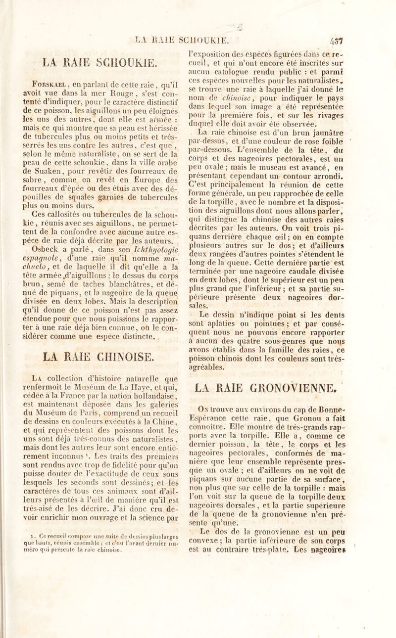 LA RAIE SCI10UK1E. LA K AIE SGIIOUKIE. Forskael , en parlant de celte raie, qu’il avoit vue dans la mer Rouge , s’est con- tenté d’indiquer, pour le caractère distinctif de ce poisson, les aiguillons un peu éloignés les uns des autres, dont elle est armée : mais ce qui montre que sa peau est hérissée de tubercules plus ou moins petits et très- serrés les uns contre les autres, c’est que , selon le même naturaliste, on se sert de la peau de cette schoukie, dans la ville arabe de Suaken, pour revêtir des fourreaux de sabre, comme on revêt en Europe des fourreaux d’épée ou des étuis avec des dé- pouilles de squales garnies de tubercules plus ou moins durs. Ces callosités ou tubercules de la schou- kie, réunis avec ses aiguillons, ne permet- tent de la confondre avec aucune autre es- pèce de raie déjà décrite par les auteurs. Osbeck a parlé , dans son Ichthyologie espagnole, d’une raie qu’il nomme ma- chuelo, et de laquelle il dit qu’elle a la tête armée,d’aiguillons ; le dessus du corps brun, semé de taches blanchâtres, et dé- nué de piquans, et la nageoire de la queue divisée en deux lobes. Mais la description qu’il donne de ce poisson n’est pas assez étendue pour que nous puissions le rappor- ter à une raie déjà bien connue, oti le con- sidérer comme une espèce distincte. LA RAIE CHINOISE. La collection d’histoire naturelle que renfermoit le Muséum clc lia Haye, et qui, cédée à la France par la nation hollandaise, est maintenant déposée dans les galeries du Muséum de Paris, comprend un recueil de dessins en couleurs exécutés à la Chine, et qui représentent des poissons dont les uns sont déjà très-connus des naturalistes , mais dont les autres leur sont encore entiè- rement inconnus b Les traits des premiers sont rendus avec trop de fidélité pour qu’on puisse douter de l’exactitude de ceux sous lesquels les seconds sont dessinés; et les caractères de tous ces animaux sont d’ail- leurs présentés à l’œil de manière qu’il est très-aisé clc les décrire. J’ai donc cru de- voir enrichir mon ouvrage et la science par 1. C'e recueil compose une suite de dessinspiuslarges que liants, réunis ensemble ; et c’est Lavant dernier nu- méro qui présente la raie chinoise. 4$7 l’exposition des espèces figurées dans ce re- cueil, et qui n’ont encore été inscrites sur aucun catalogue rendu public : et parmi ces espèces nouvelles pour les naturalistes, se trouve une raie à laquelle j’ai donné le nom de chinoise, pour indiquer le pays dans lequel son image a été représentée pour la première fois, et sur les rivages duquel elle doit avoir été observée. La raie chinoise est d’un brun jaunâtre par-dessus, et d’une couleur de rose foible par-dessous. L’ensemble de la tête, du corps et des nageoires pectorales, est un peu ovale ; mais le museau est avancé, en présentant cependant un contour arrondi. C’est principalement la réunion de cette forme générale, un peu rapprochée de celle de la torpille, avec le nombre et la disposi- tion des aiguillons dont nous allons parler, qui distingue la chinoise des autres raies décrites par les auteurs. On voit trois pi- quans derrière chaque œil ; on en compte plusieurs autres sur le dos; et d’ailleurs deux rangées d’autres pointes s’étendent le long de la queue. Cette dernière partie est terminée par une nageoire caudale divisée en deux lobes, dont le supérieur est un peu plus grand que l’inférieur ; et sa partie su- périeure présente deux nageoires dor- sales. Le dessin n’indique point si les dents sont aplaties ou pointues ; et par consé- quent nous ne pouvons encore rapporter à aucun des quatre sous-genres que nous avons établis dans la famille des raies, ce poisson chinois dont les couleurs sont très- agréables. LA RAIE GRONOVIENNE. On trouve aux environs du cap de Bonne- Espérance cette raie, que Gronou a fait connoître. Elle montre cle très-grands rap- ports avec la torpille. Elle a, comme ce dernier poisson, la tète, le corps et les nageoires pectorales, conformés de ma- nière que leur ensemble représente pres- que un ovale ; et d’ailleurs on ne voit de piquans sur aucune partie de sa surface, non plus que sur celle de la torpille : mais l’on voit sur la queue de la torpille deux nageoires dorsales, et la partie supérieure de la queue de la gronovienne n’en pré- sente qu’une. Le dos de la gronovienne est un peu convexe; la partie inférieure de son corps est au contraire trés-plate. Les nageoire»