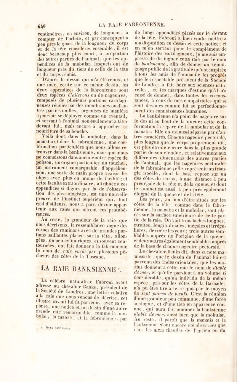 centimètres, ou environ, de longueur, a compter de l’orbite, et par conséquent à peu près le quart de la longueur du corps et de la tête considérés ensemble ; il est donc beaucoup plus court, à proportion des autres parties de l’animal, que les ap- pendices de la mobular, lesquels ont de longueur près du tiers de celle de la tête et du corps réunis. D’après le dessin qui m’a été remis, et une note écrite sur ce môme dessin, les deux appendices de la fabronienne sont deux espèces iV ailerons ou de nageoires, composés de plusieurs portions cartilagi- neuses réunies par des membranes ou d’au- tres parties molles, organisés de manière a pouvoir se déployer comme un éventail, et servant à l’animal non-seulement à tâter devant lui , mais encore à approcher sa nourriture de sa bouche. Voila donc dans la mobular, dans la manatia et dans la fabronienne , une con- formation particulière que nous allons re- trouver dans la hanksienne, mais que nous ne connoissons dans aucune autre espèce de poisson, un organe particulier du toucher, un instrument remarquable d’appréhen- sion, une sorte de main propre à saisir les objets avec plus ou moins de facilité ; et cette faculté extraordinaire, attribuée à ces appendices si dignes par là de Pobserva- tion des physiologistes, est une nouvelle preuve de l’instinct supérieur qui, tout égal d’ailleurs, nous a paru devoir appar- tenir aux raies qui offrent ces protubé- rances. Au reste, la grandeur de la raie que nous décrivons, la ressemblance vague des cornes des ruminans avec de grandes por- tions saillantes placées sur la tête, allon- gées, un peu cylindriques, et souvent con-' tournées, ont fait donnera la fabronienne le nom de raie vache par plusieurs pê- cheurs des côtes de la Toscane. LA RAIE BANKSIENNE Le célèbre naturaliste Fabroni ayant adressé au chevalier Banks, président de la Société de Londres, une lettre relative a la raie que nous venons de décrire, cet illustre savant lui fît parvenir, avec sa ré- ponse, une notice et un dessin d’une autre grande raie remarquable, comme la rno- ■ 1 » -a toanatia et la fabronienne, par ï. Raja banhsiana. cîc longs appendices placés sur lé devant de la tête. Fabroni a bien voulu mettre à ma disposition ce dessin et cette notice; et en m’en servant pour le complément de l’histoire des cartilagineux, je me suis em- pressé de distinguer cette raie par le nom de banksienne, afin de donner un témoi- gnage public de Ingratitude qu’ont inspirée à tous les amis de l’humanité les progrès que le respectable président de la Société de Londres a fait faire aux sciences natu- relles, et les marques d’estime qu’il n’a cessé de donner, dans toutes les circons- tances, à ceux de mes compatriotes qui se sont dévoués comme lui au perfectionne- ment des connaissances humaines. La banksienne n’a point de nageoire sur le dos ni au bout de la queue; cette con- formation la sépare de la mobular et de la manatia. Elle en est aussi séparée par d’au- tres caractères. Chaque nageoire pectorale, plus longue que le corps proprement dit, est plus étroite encore dans la plus grande partie de son étendue, et relativement aux différentes dimensions des autres parties de l’animal, que les nageoires pectorales de la fabronienne ; elle représente un trian- gle isocèle, dont la basé repose sur un des côtés du corps, à une distance à peu près égale de la tête et delà queue, et dont le sommet est aussi à peu près également éloigné de la queue et delà tête. Les yeux, au lieu d’être situés sur les côtés de la tête, comme dans la fabro- nienne , la manatia et la mobular, sont pla- cés sur la surface supérieure de cette par- tie de la raie. On voit trois taches longues, étroites, longitudinales, inégales et irrégu- lières, derrière les yeux ; trois autres sem- blables auprès de l’origine de la queue, et deux autres également semblables auprès de la base de chaque nageoire pectorale. Le chevalier Banks dit, dans sa note ma- nuscrite , que le dessin de l’animal lui est parvenu des Indes orientales, que les ma- rins donnent à cette raie le nom de diable de mer, et qu’elle parvient à un volume si considérable, qu’un individu de la même espèce , pris sur les côtes de la Barbade, n’a pu être tiré à terre quo par le moyen de sept paires de bœufs. C’est la réunion d’une grandeur peu commune, d’une force analogue, et d’une tête en apparence cor- nue , qui aura fait nommer la banksienne diable de nier, aussi bien que la mobular. Au reste , il paroît que la manatia et la banksienne n’ont encore été observées que dans les mers chaudes de l’ancien ou du