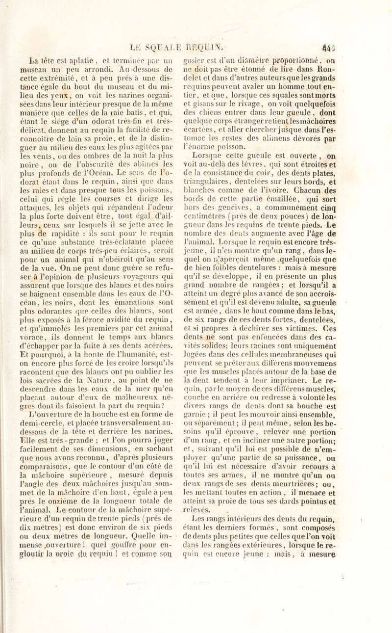 La tête est aplatie , et terminée par un museau un peu arrondi. Au-dessous de cette extrémité, et à peu près à une dis- tance égale du bout du museau et du mi- lieu des yeux, on voit les narines organi- sées dans leur intérieur presque de la même manière que celles de la raie bâtis, et qui, étant le siège d’un odorat très-fin et très- délicat. donnent au requin la facilité de re- connoître de loin sa proie, et de la distin- guer au milieu des eaux les plus agitées par les vents, ou des ombres de la nuit la plus noire , ou de l’obscurité des abîmes les plus profonds de l’Océan. Le sens de l’o- dorat étant dans le requin, ainsi que dans les raies et dans presque tous les poissons, celui qui règle les courses et dirige les attaques, les objets qui répandent l’odeur la plus forte doivent être, tout égal d’ail- leurs, ceux sur lesquels il se jette avec le plus de rapidité : ils sont pour le requin ce qu’une substance très-éclatante placée au milieu de corps très-peu éclairés, seroit pour un animal qui n’obéiroit qu’au sens de la vue. On ne peut donc guère se refu- ser à l’opinion de plusieurs voyageurs qui assurent que lorsque des blancs et des noirs se baignent ensemble dans les eaux de l’O- céan, les noirs, dont les émanations sont plus odorantes que celles des blancs, sont plus exposés à la féroce avidité du requin, et qu’immolés les premiers par cet animal vorace, ils donnent le temps aux blancs d’échapper par la fuite à ses dents acérées. Et pourquoi, à la honte de l’humanité, est- on encore plus forcé de les croire lorsqu’ils racontent que des blancs ont pu oublier les lois sacrées de la Nature, au point de ne descendre dans les eaux de la mer qu’en plaçant autour d’eux de malheureux nè- gres dont ils faisoient la part du requin ? L’ouverture de la bouche est en forme de demi-cercle, et placée transversalement au- dessous de la tête et derrière les narines. Elle est très - grande ; et l’on pourra juger facilement de ses dimensions, en sachant que nous avons reconnu, d’après plusieurs comparaisons, que le contour d’un côté de la mâchoire supérieure , mesuré depuis l’angle des deux mâchoires jusqu’au som- met de la mâchoire d’en haut, égale à peu près le onzième de la longueur totale de l’animal. Le contour de la mâchoire supé- rieure d’un requin de trente pieds (près de dix mètres) est donc environ de six pieds ou deux mètres de longueur. Quelle im- mense .ouverture 1 quel gouffre pour en- gloutir la oroie du requiu ! et comme son gosier est d’un diamètre proportionné, on ne doit pas être étonné de lire dans Ron- delet et dans d’autres auteurs que les grands requins peuvent avaler un homme tout en- tier, et que, lorsque ces squales sont morts et gisans sur le rivage, on voit quelquefois des chiens entrer dans leur gueule, dont quelque corps étranger re tient les mâchoires écartées, et aller chercher jusque dans l’es- tomac les restes des alimens dévorés par l’énorme poisson. Lorsque cette gueule est ouverte , on voit au-delà des lèvres, qui sont, étroites et de la consistance du cuir, des dents plates, triangulaires, dentelées sur leurs bords, et blanches comme de l’ivoire. Chacun des bords de cette partie émaillée, qui sort hors des gencives, a communément cinq centimètres (près de deux pouces) de lon- gueur dans les requins de trente pieds. Le nombre des dents augmente avec l’âge de l’animal. Lorsque le requin est encore très- jeune, il n’en montre qu’un rang, dans le- quel on n’aperçoit même .quelquefois que de bien foibles dentelures : mais à mesure qu’il se développe, il en présente un plus grand nombre de rangées ; et lorsqu’il a atteint un degré plus avancé de son accrois- sement et qu’il est devenu adulte, sa gueule est armée, dans le haut comme dans le lias, de six rangs de ces dents fortes, dentelées, et si propres à déchirer scs victimes. Ces dents ne sont pas enfoncées dans des ca- vités solides; leurs racines sont uniquement logées dans des cellules membraneuses qui peuvent se prêter aux différons mouvemens que les muscles placés autour de la base de la dent tendent à leur imprimer. Le re- quin, parle moyen deces différons muscles, couche en arrière ou redresse à volonté les divers rangs de dents dont sa bouche est garnie ; il peut les mouvoir ainsi ensemble, ou séparément ; il peut même, selon les be- soins qu’il éprouve, relever une portion d’un rang, et en incliner une autre portion; et, suivant qu’il lui est possible de n’em- ployer qu’une partie de sa puissance, ou qu’il lui est nécessaire d’avoir recours à toutes ses armes, il ne montre qu’un ou deux rangs de ses dents meurtrières ; ou, les mettant toutes en action , il menace et atteint sa proie de tous ses dards pointus et relevés. Les rangs intérieurs des dents du requin, étant les derniers formés , sont composés de dents plus petites que celles que l’on voit dans les rangées extérieures, lorsque le re- quin est encore jeune : mais, à mesure