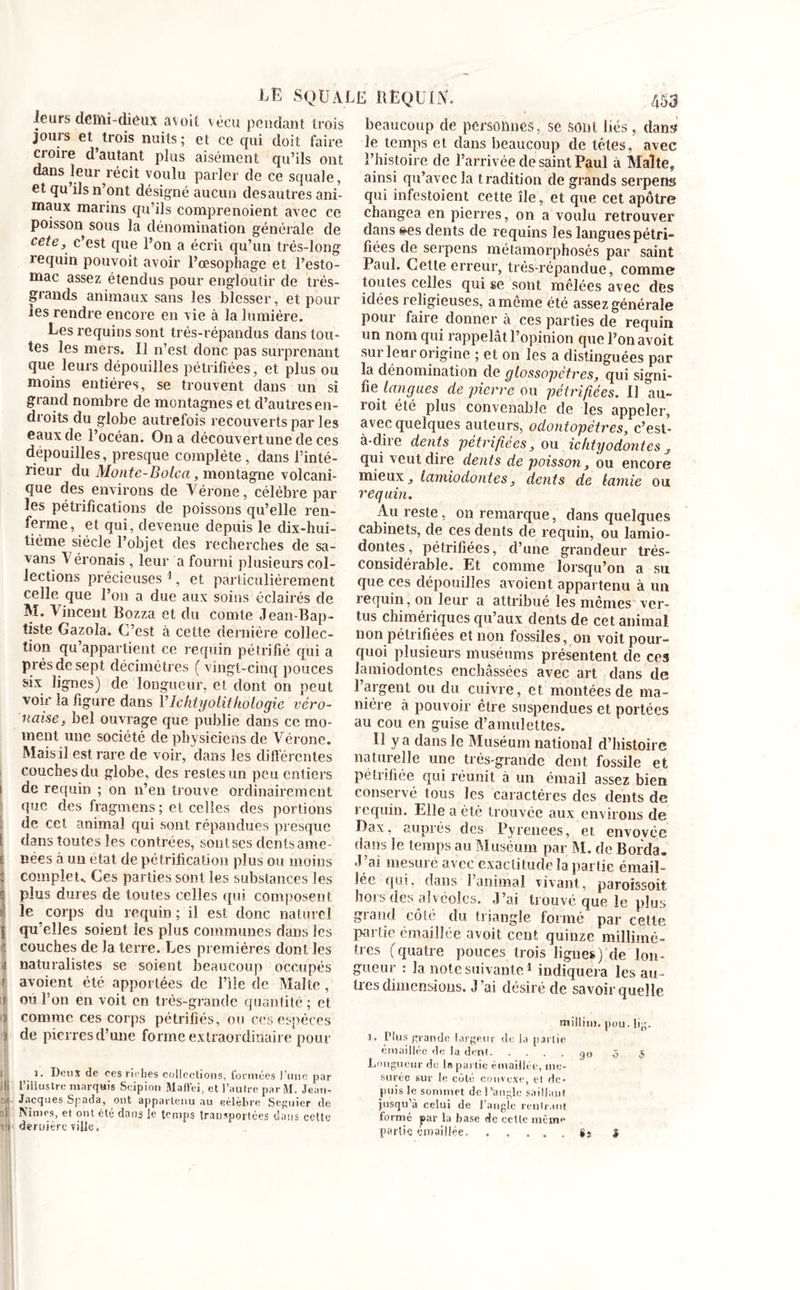 leurs demi-dieux a voit vécu pendant trois jours et trois nuits; et ce qui doit faire croire d’autant plus aisément qu’ils ont dans leur récit voulu parler de ce squale, et qu ils n ont désigné aucun desautres ani- maux marins qu’ils comprenoient avec ce poisson sous la dénomination générale de cete, c’est que l’on a écrii qu’un très-long requin pouvoit avoir l’œsophage et l’esto- mac assez étendus pour engloutir de très- grands animaux sans les blesser, et pour tes rendre encore en vie à la lumière. Les requins sont très-répandus dans tou- tes les mers. Il n’est donc pas surprenant que leurs dépouilles pétrifiées, et plus ou moins entières, se trouvent dans un si grand nombre de montagnes et d’autres en- droits du globe autrefois recouverts par les eaux de l’océan. On a découvert une de ces dépouilles, presque complète, dans l’inté- rieur du Monte-Bolca, montagne volcani- que des environs de Vérone, célèbre par les pétrifications de poissons qu’elle ren- ferme\et (Iui’ devenue depuis le dix-hui- tième siècle l’objet des recherches de sa- vans Véronais , leur a fourni plusieurs col- lections précieuses 1, et particulièrement celle que l’on a due aux soins éclairés de M. Vincent Bozza et du comte Jean-Bap- tiste Gazola. C’est à cette dernière collec- tion qu’appartient ce requin pétrifié qui a prés de sept décimètres ( vingt-cinq pouces six lignes) de longueur, et dont on peut voix’ la figure dans V lchlyolithologic véro- naise, bel ouvrage que publie dans ce mo- ment une société de physiciens de Vérone. Mais il est rare de voir, dans les différentes couches du globe, des restes un peu entiers 1 de requin ; on n’en trouve ordinairement que des fragmens ; et celles des portions de cet animal qui sont répandues presque l dans toutes les contrées, sont ses dents ame- c nees à un état de pétrification plus ou moins : complet.. Ces parties sont les substances les c plus dures de toutes celles qui composent »! le corps du requin ; il est donc naturel [ qu’elles soient ies plus communes dans les : couches de la terre. Les premières dont les .1 naturalistes se soient beaucoup occupés r avoient été apportées de File de Malle, r ou l’on en voit en très-grande quantité ; et | comme ces corps pétrifiés, ou ces espèces J de pierres d’une forme extraordinaire pour : j. Deux de ces riches collections, formées l’une par i!i l’illustre marquis Scipion Maffei, et l’aulre par 81. Jean- qj1 Jacques Spada, ont appartenu au célèbre Segnier de :,i Nîmes, et ont été dans le temps transportées dans cette vJ dernière ville. beaucoup de personnes, se sont liés, dans le temps et dans beaucoup de tètes, avec l’histoire de l’arrivée de saint Paul à Malte, ainsi qu’avec la tradition de grands serpens qui infestoient cette île, et que cet apôtre changea en pierres, on a voulu retrouver dans &es dents de requins les langues pétri- fiées de serpens métamorphosés par saint Paul. Cette erreur, très-répandue, comme toutes celles qui se sont mêlées avec des idées religieuses, a même été assez générale pour faire donner à ces parties de requin un nom qui rappelât l’opinion que l’on avoit sur leur origine ; et on les a distinguées par la dénomination de glossopétres, qui signi- fie langues de pierre ou pétrifiées. U au- roit été plus convenable de les appeler, avec quelques auteurs, odontopètres, c’est- à-dire dents pétrifiées, ou ichtyodontes y qui veut dire dents de poisson, ou encore mieux, lamiodontes, dents de lamie ou requin. Au reste, on remarque, dans quelques cabinets, de ces dents de requin, ou lamio- dontes, pétrifiées, d’une grandeur trés- considérable. Et comme lorsqu’on a su que ces dépouilles avoient appartenu à un requin, on leur a attribué les mêmes ver- tus chimériques qu’aux dents de cet animal non pétrifiées et non fossiles, on voit pour- quoi plusieurs muséums présentent de ces lamiodontes enchâssées avec art dans de l’argent ou du cuivre, et montées de ma- nière à pouvoir être suspendues et portées au cou en guise d’amulettes. Il y a dans le Muséum national d’histoire naturelle une très-grande dent fossile et pétrifiée qui réunit a un émail assez bien conservé tous les caractères des dents de requin. Elle a été trouvée aux environs de Dax, auprès des Pyrenees, et envoyée dans le temps au Muséum par M. de Borda. J ’ai mesuré avec exactitude la partie émail- lée qui, dans 1 animal vivant, paroissoit hors des alvéoles. J’ai trouvé que le plus grand côté du triangle formé par cette partie émaillée avoit cent quinze millimè- tres (quatre pouces trois lignes) de lon- gueur : la note suivante1 indiquera les au- bes dimensions. J’ai désiré de savoir quelle miUini. pou. lig. 1, Plus grande largeur de la partie émaillée de la dent go ô 5 Longueur de 1» partie émaillée, me- surée sur le côté convexe, et de. puis le sommet de l’angle saillant jusqu’à celui de l’angle rentrant formé par la base de ccttc mcin<* partie émaillée §2 3